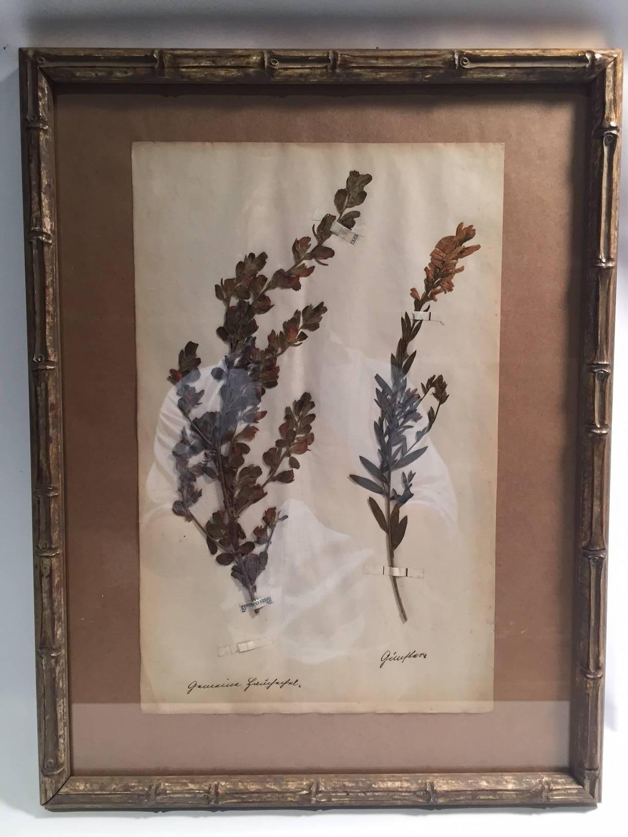 Six Late 19th century framed and pressed herbier from a French collection. Herbier specimens were collected and pressed from plants found around the world. In the late 19th century collecting herbier was a popular pastime for affluent Europeans;