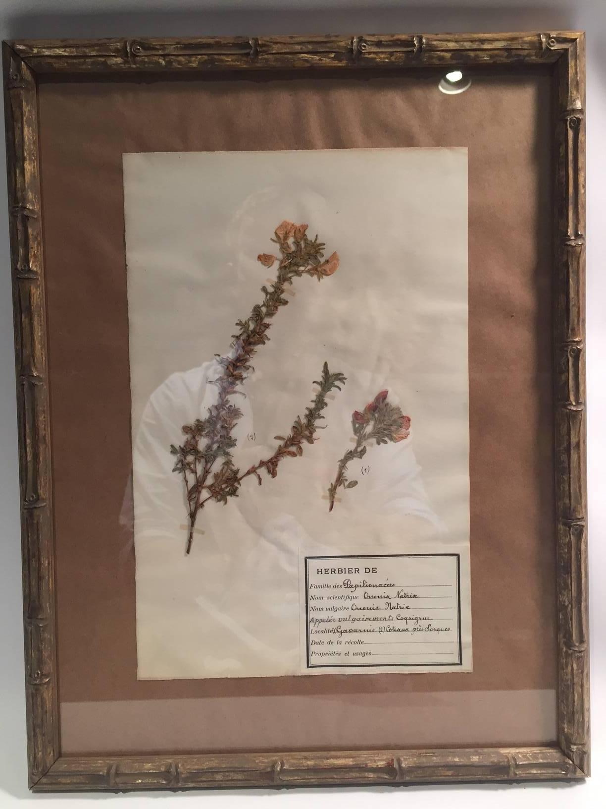 Napoleon III Late 19th Century Framed and Pressed French Herbier 