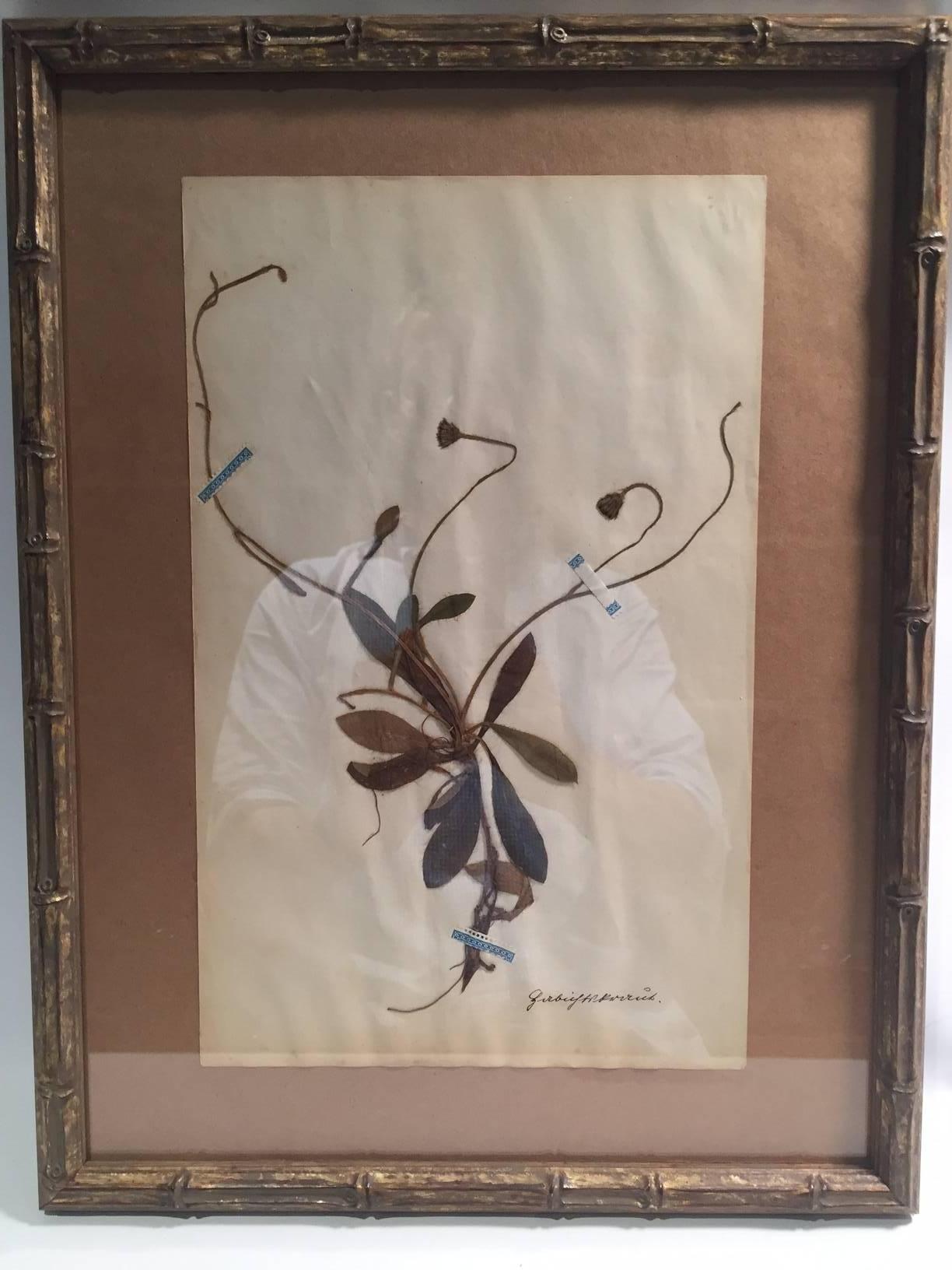 Natural Fiber Late 19th Century Framed and Pressed French Herbier 