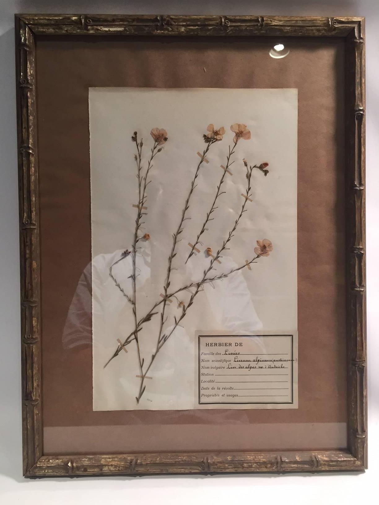 Late 19th Century Framed and Pressed French Herbier 