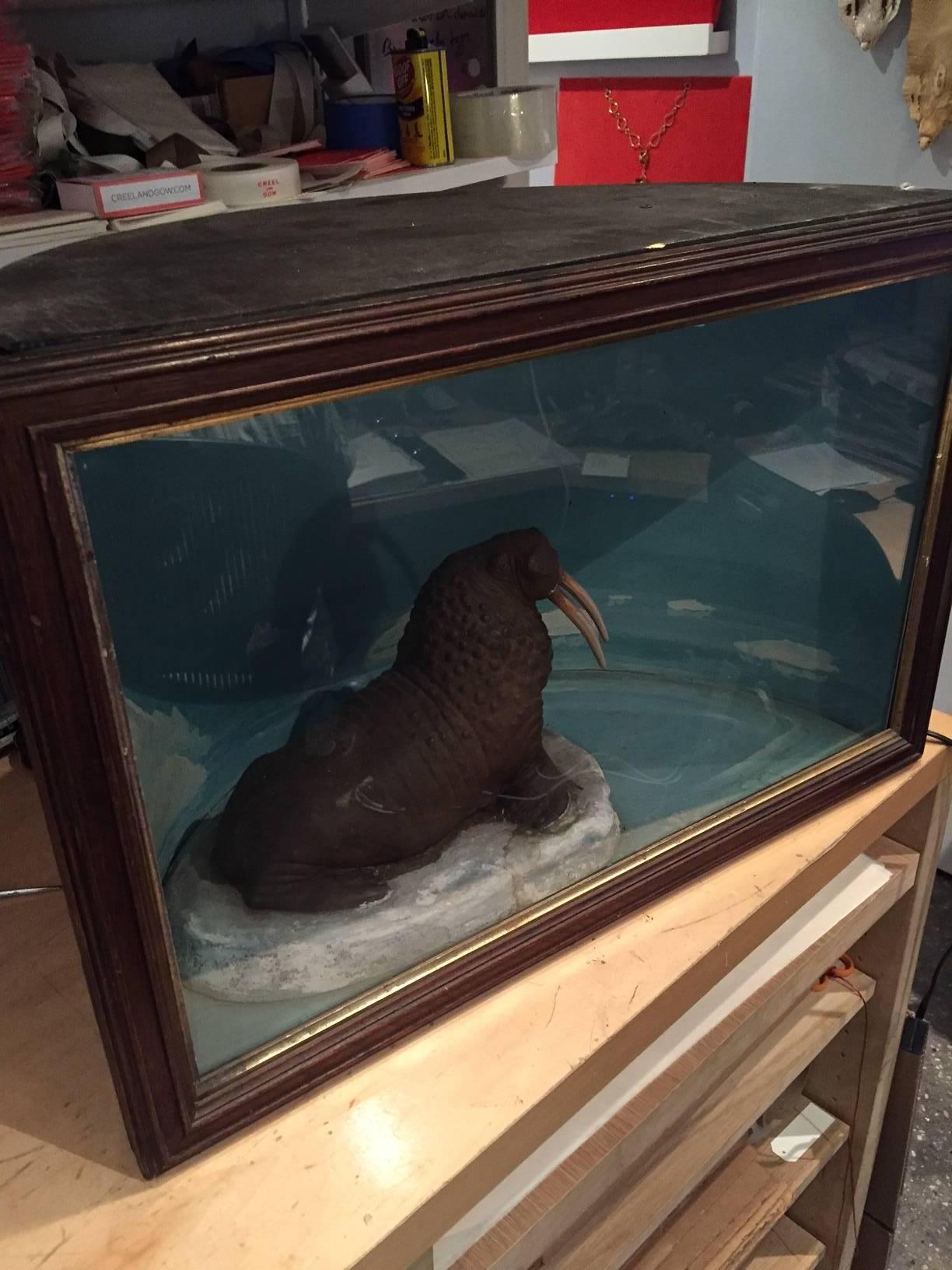 Mid-20th Century Vintage Walrus Diorama, De-Accessioned from a West Hartford Museum