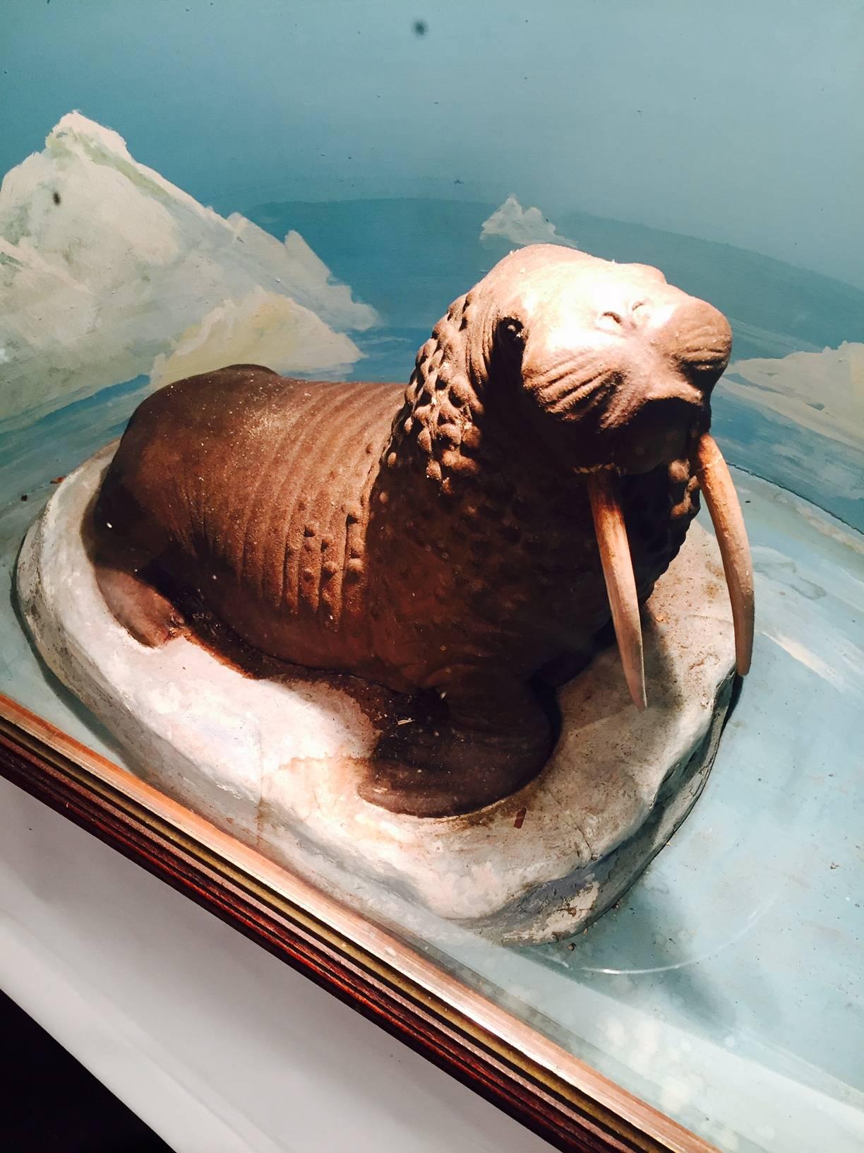 This walrus is made of papier mache and is depicted in his natural environment in a hand-painted diorama, circa 1940s-1950s mounted in a glazed frame. It was de-accessioned from a West Hartford, Connecticut, museum. Dioramas were and continue to be