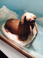 Vintage Walrus Diorama, De-Accessioned from a West Hartford Museum