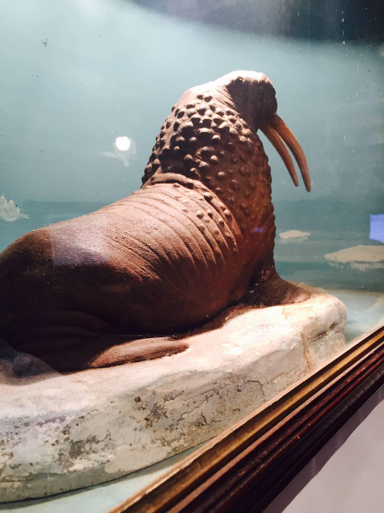 Victorian Vintage Walrus Diorama, De-Accessioned from a West Hartford Museum