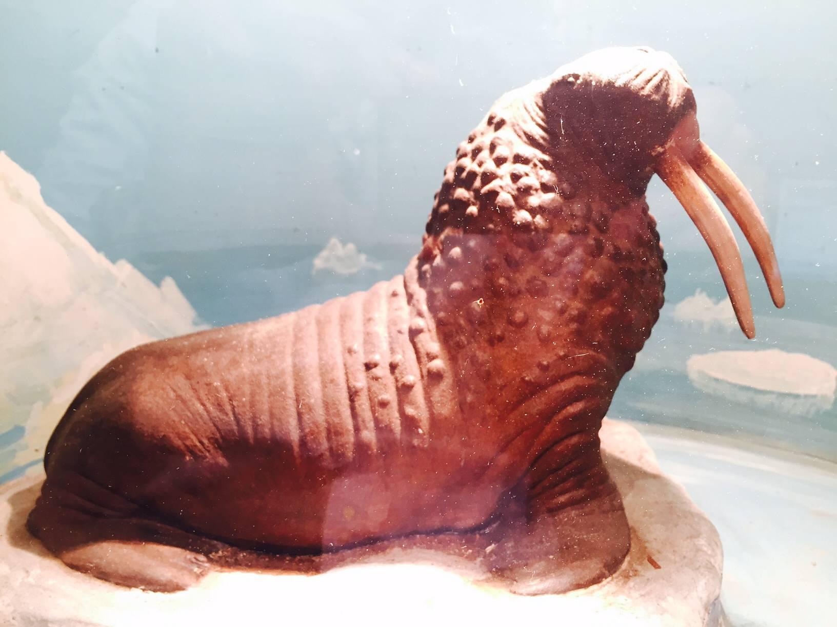 American Vintage Walrus Diorama, De-Accessioned from a West Hartford Museum