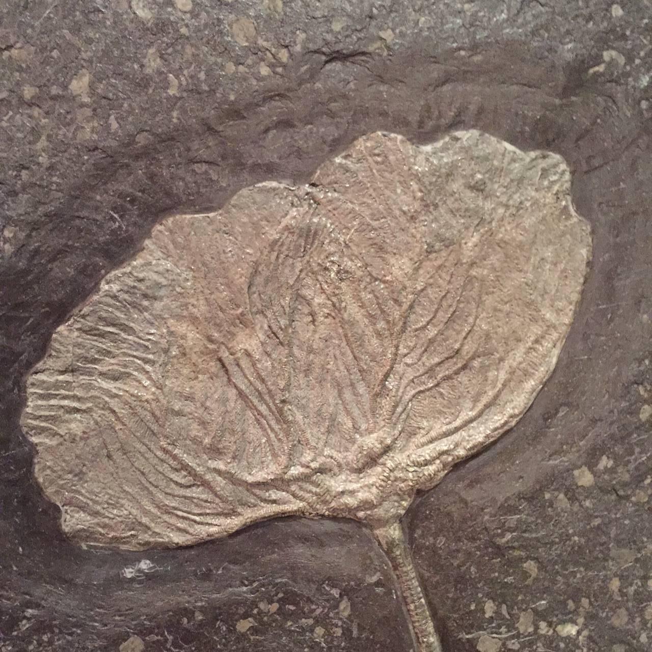 German Very Large Fossil Sea Lily with Ammonite Inclusions, Seirocrinus Subangularis