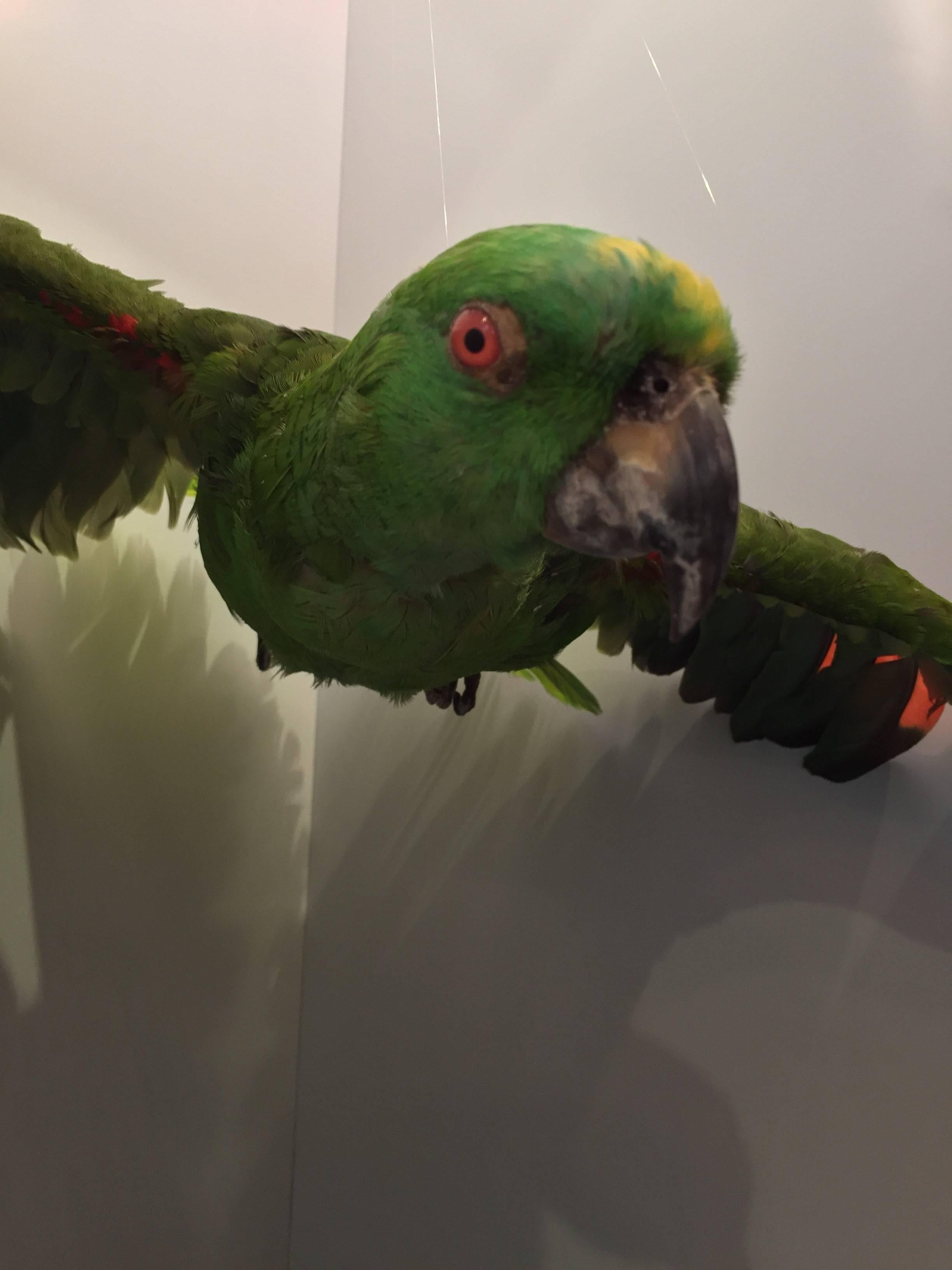 American Flying Amazon Taxidermy Parrot