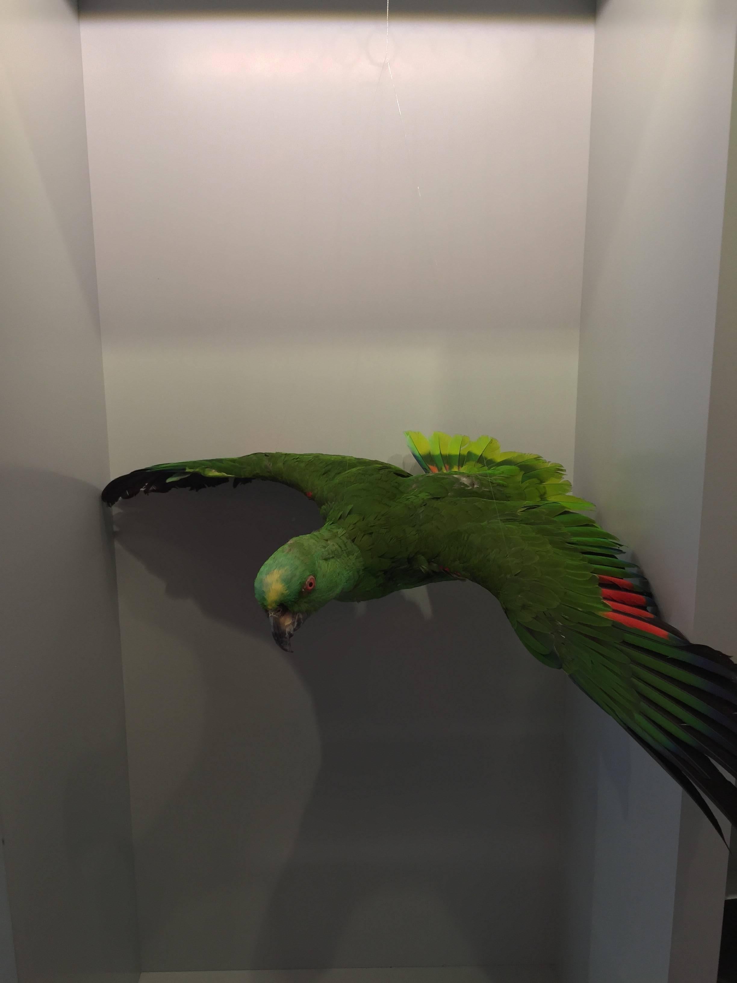 Late Victorian Flying Amazon Taxidermy Parrot