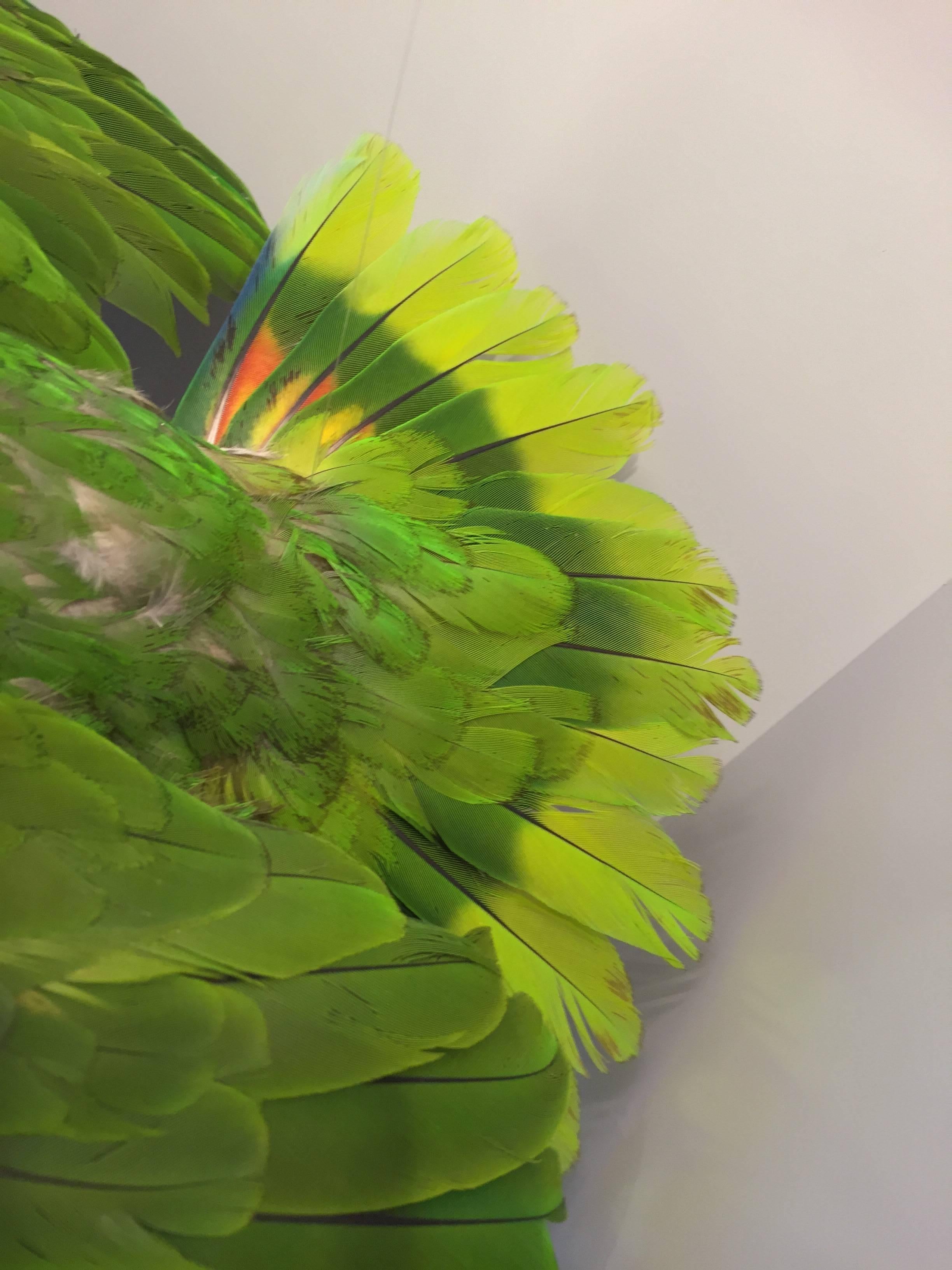 Contemporary Flying Amazon Taxidermy Parrot