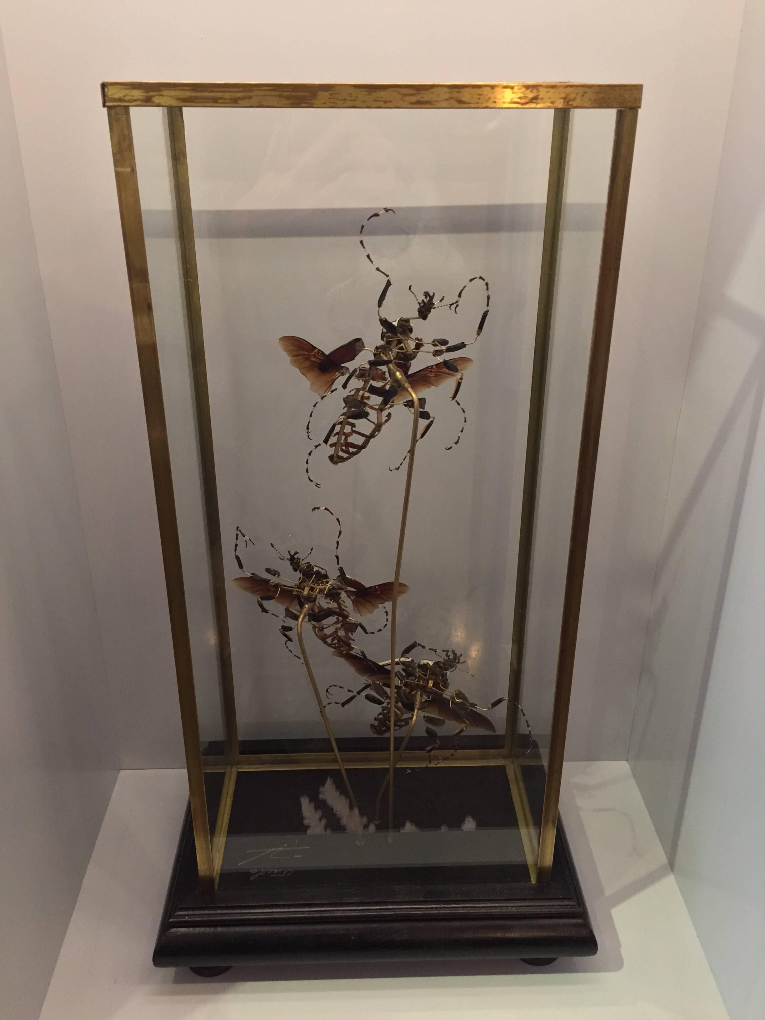 African Goliathus Beetles in Flight In Excellent Condition In New York, NY