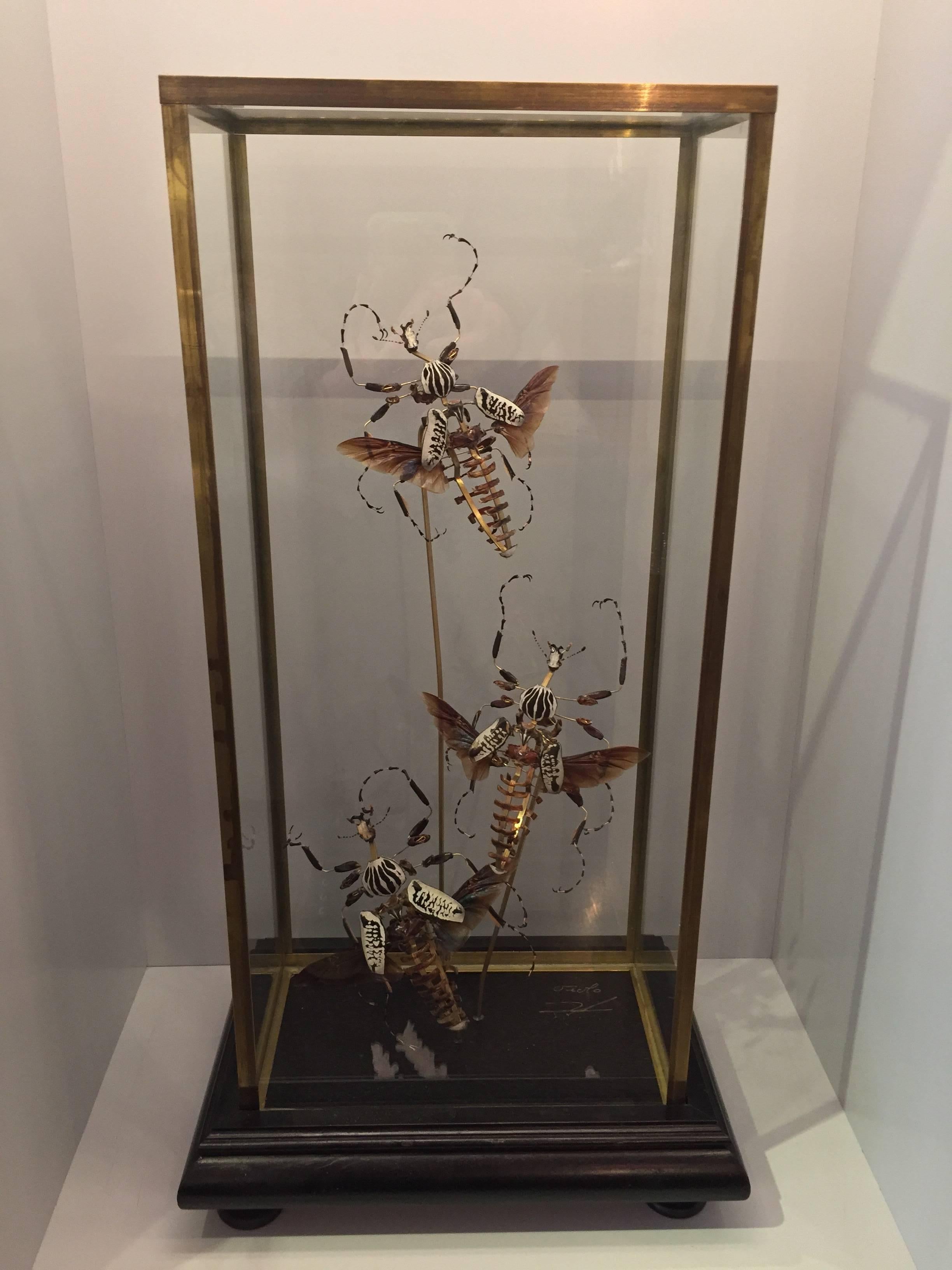 African Goliathus beetles, deconstructed and mounted on a wooden base in a glass and brass display case.