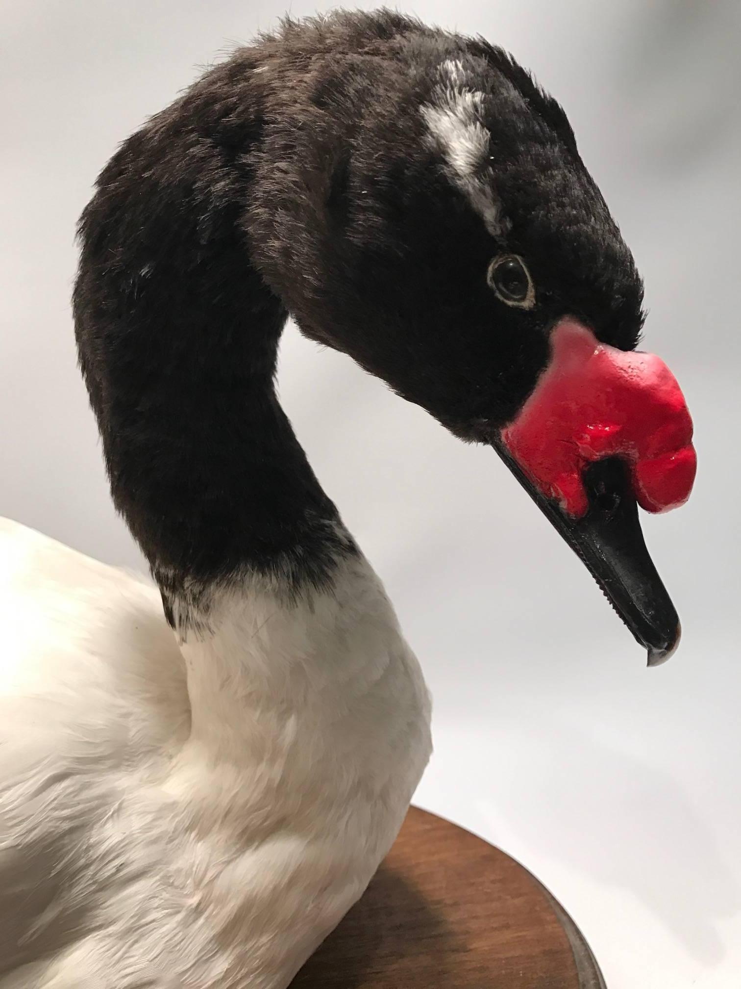 Black-necked swan taxidermy mounted in a resting pose on an oval wooden base.