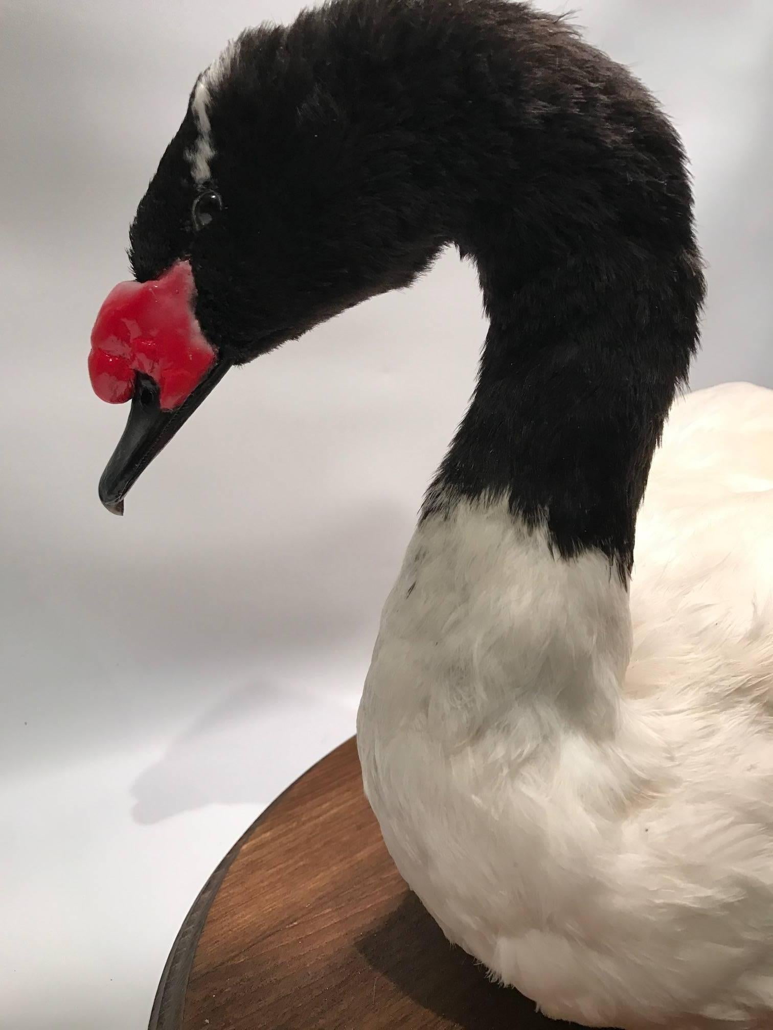 black swan taxidermy