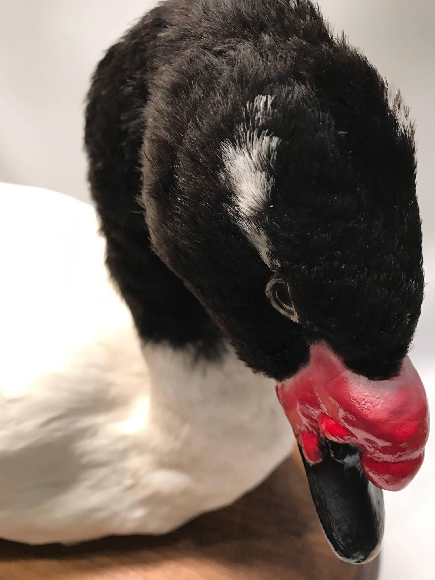American Taxidermy Black-Necked Swan