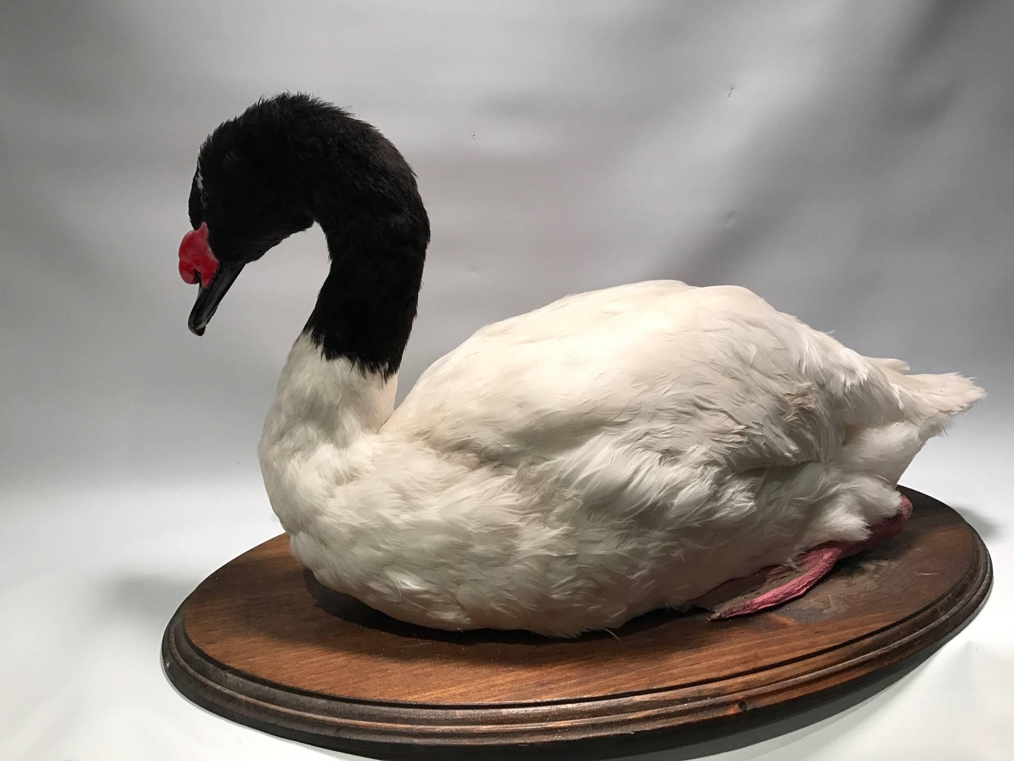 black necked swans for sale