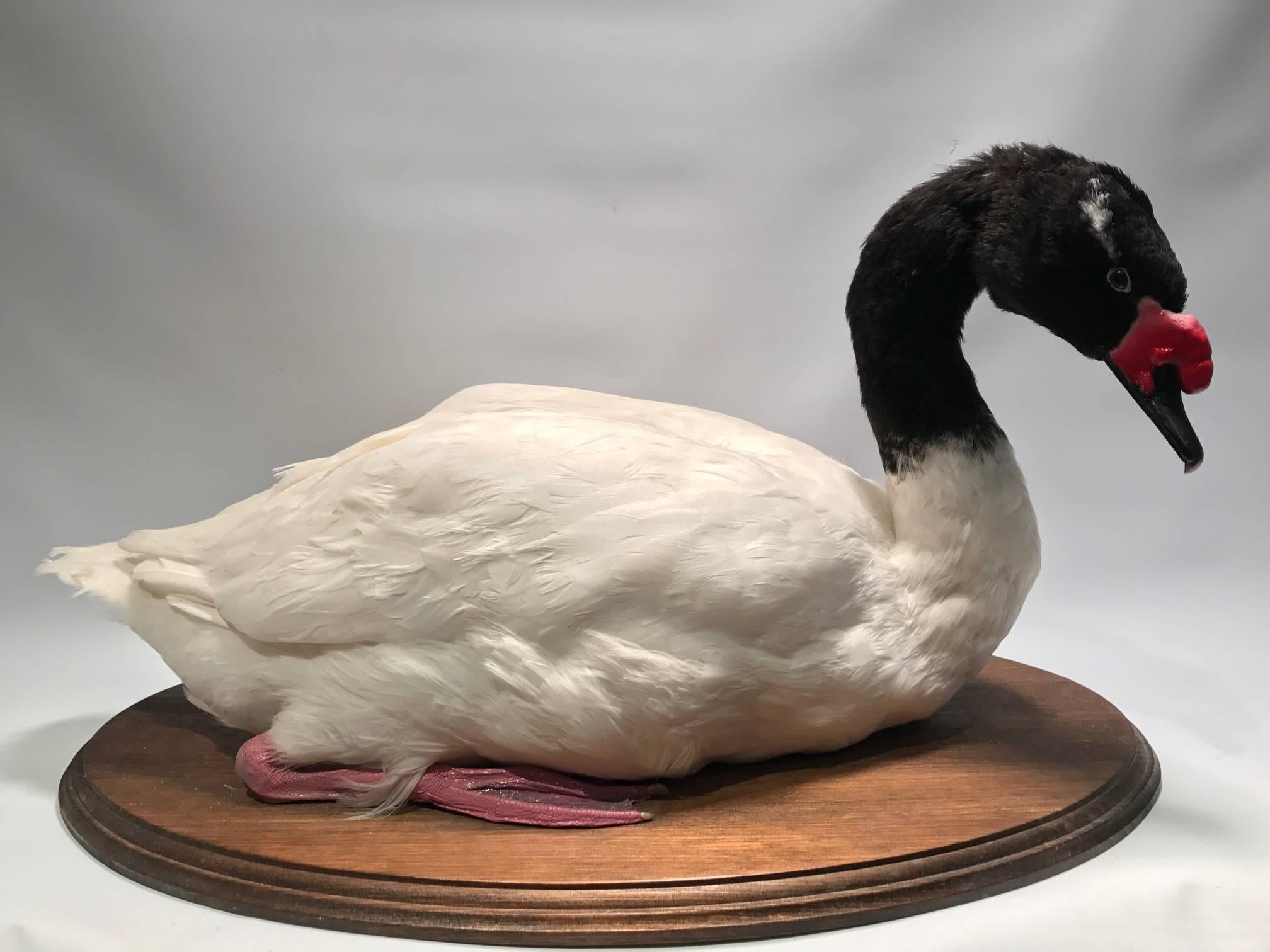 Taxidermy Black-Necked Swan In Good Condition In New York, NY