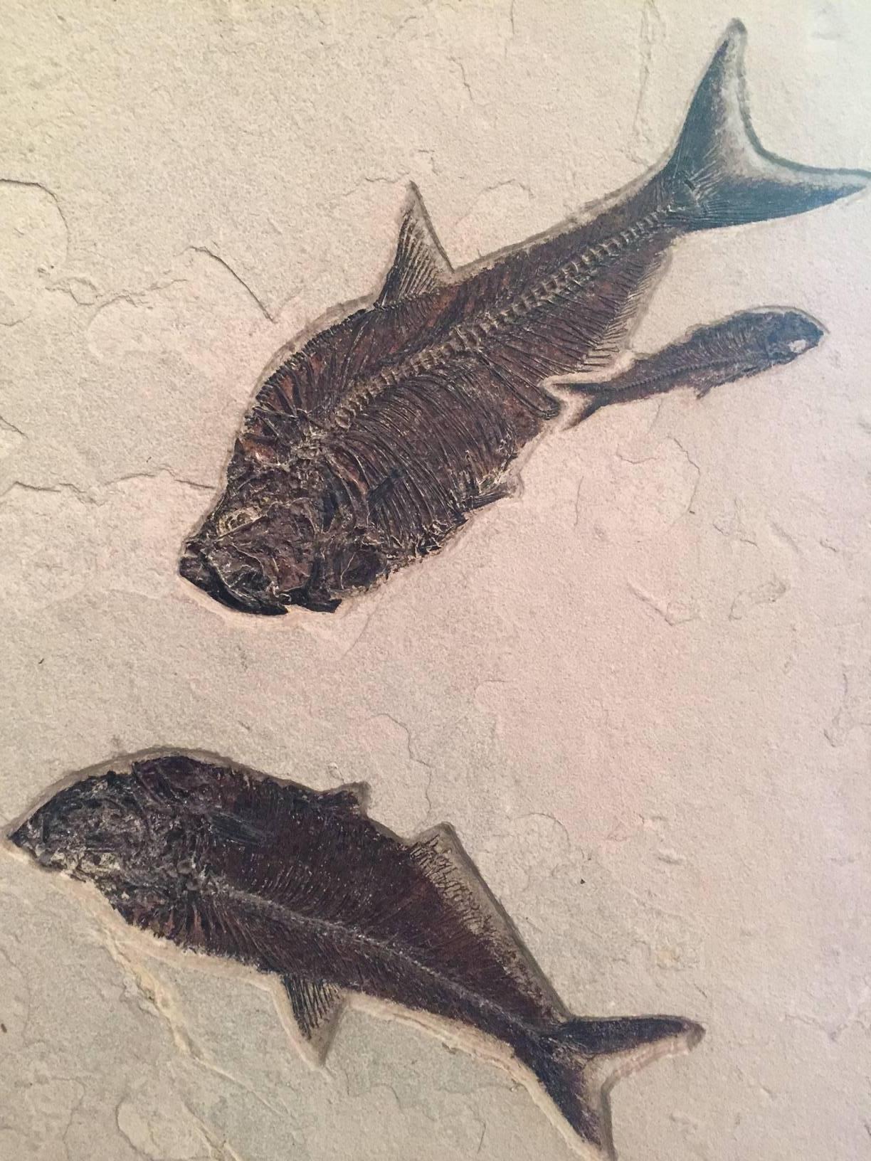 Very large and complete eocene fossil of a group of fish. Earthed from the Green River Formation in Wyoming, this piece is between 34-56 million years old.