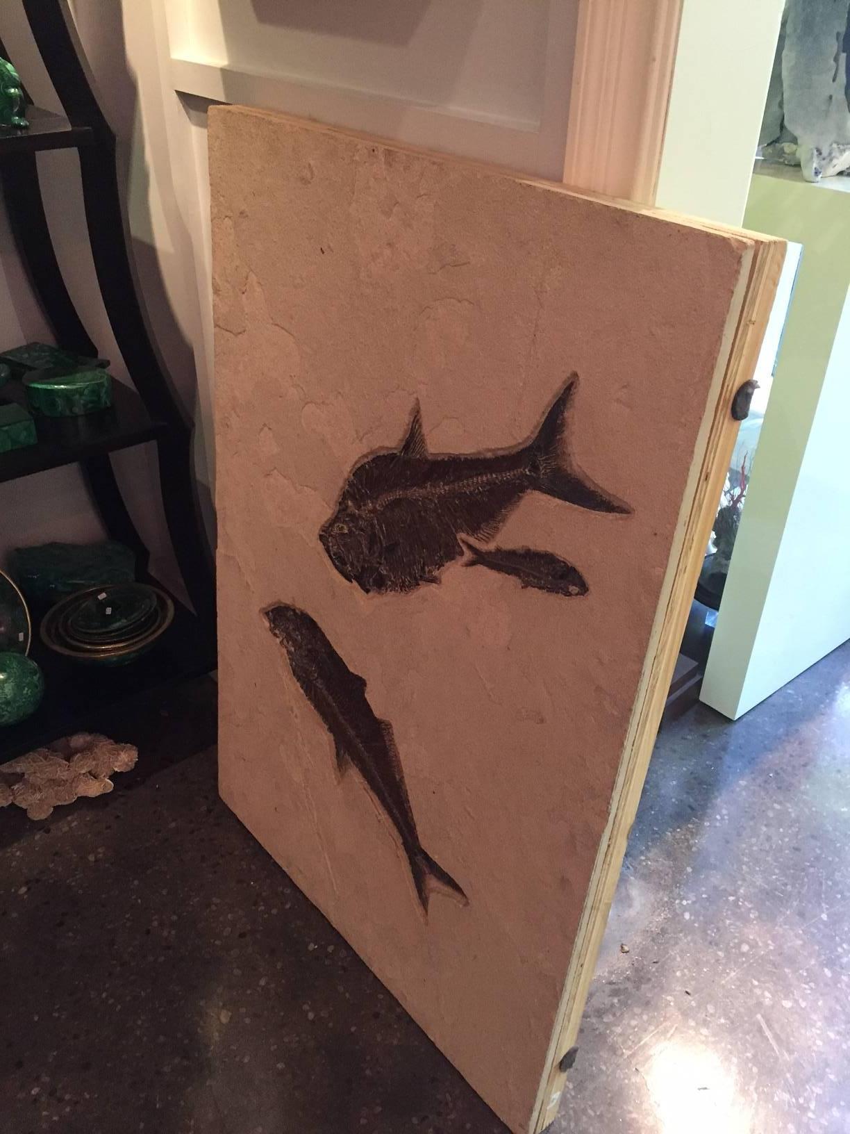 bulldog fish fossil