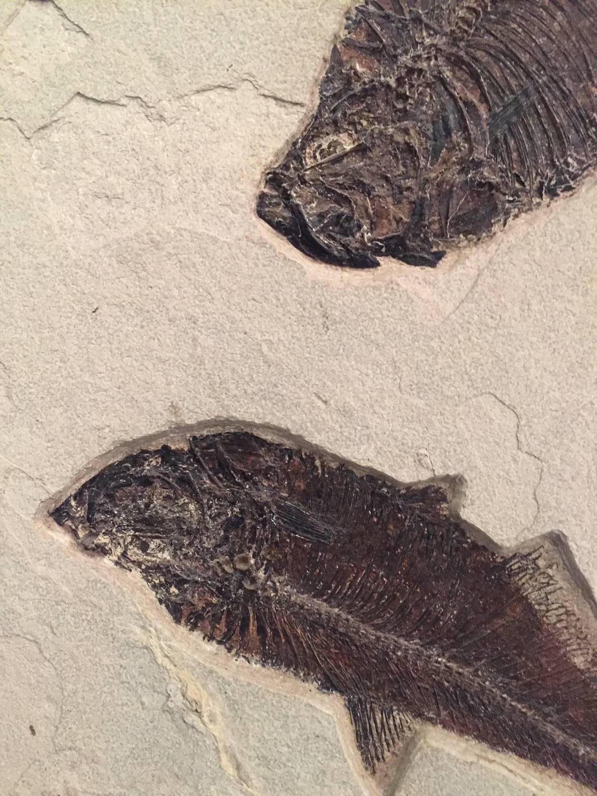 eocene fish