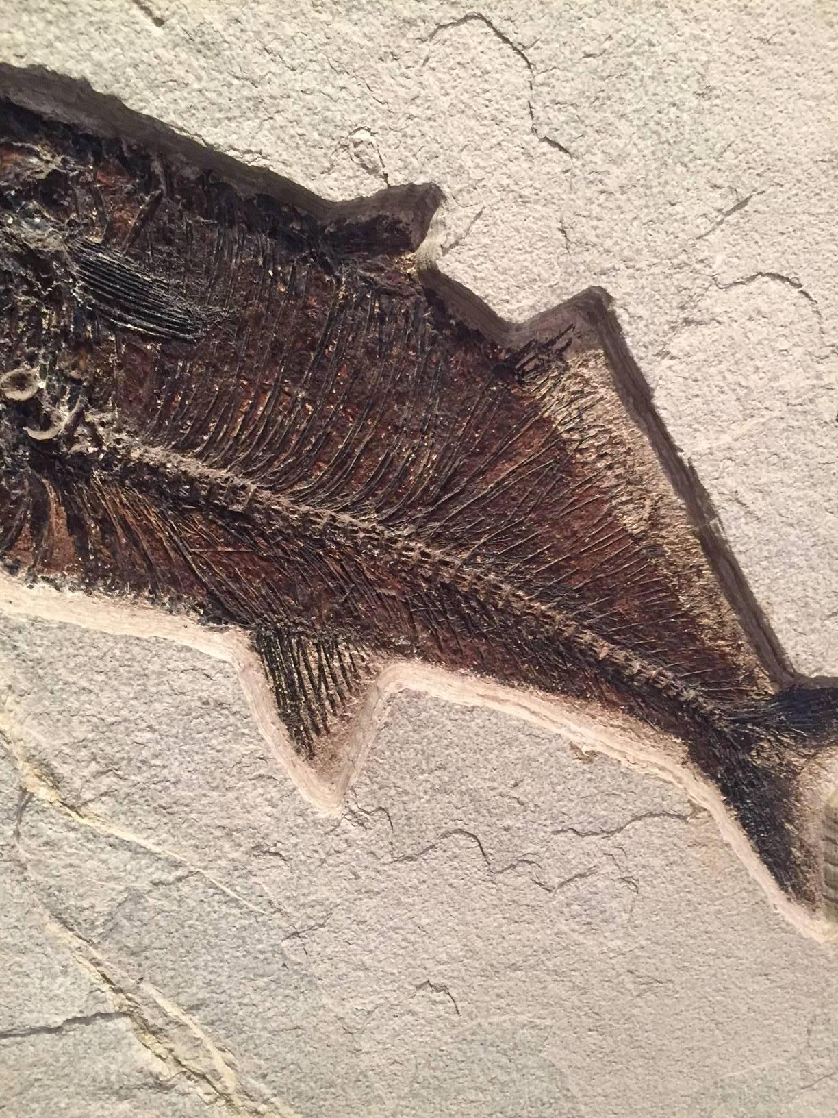 American Eocene Era Fossil of a Group of Fish from the Green River Formation, Wyoming