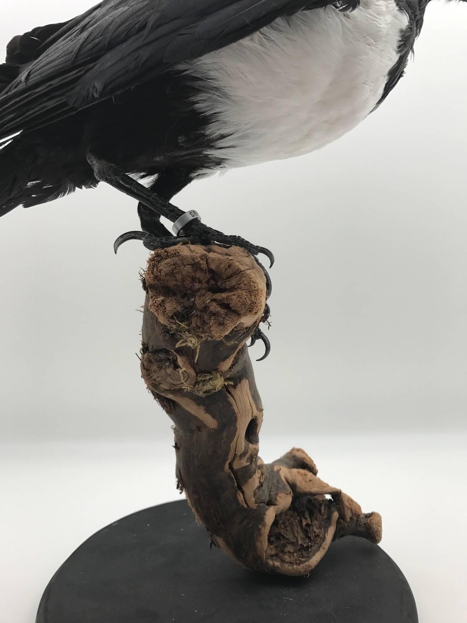 taxidermied crow