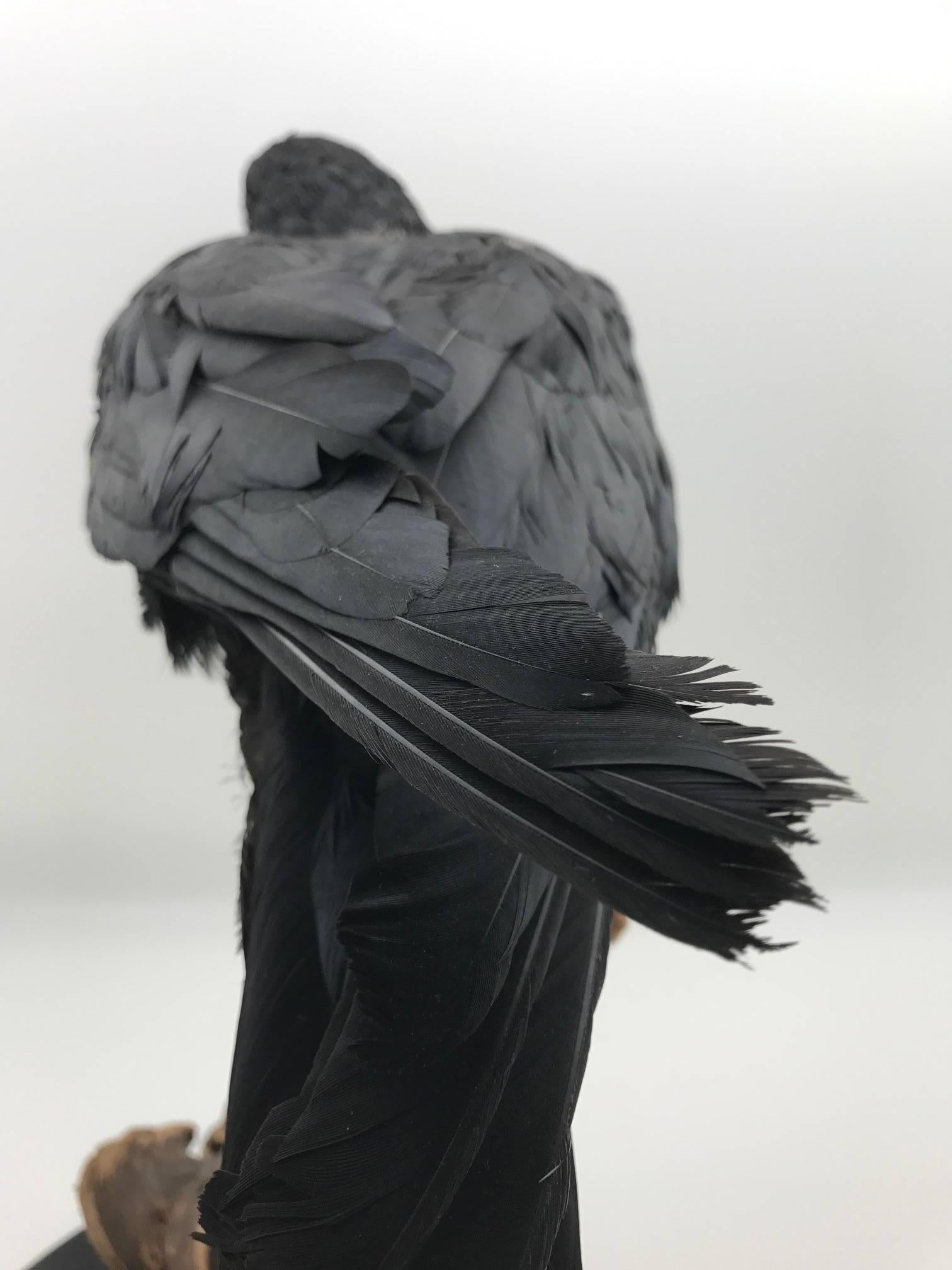 Victorian Taxidermy Pied Crow