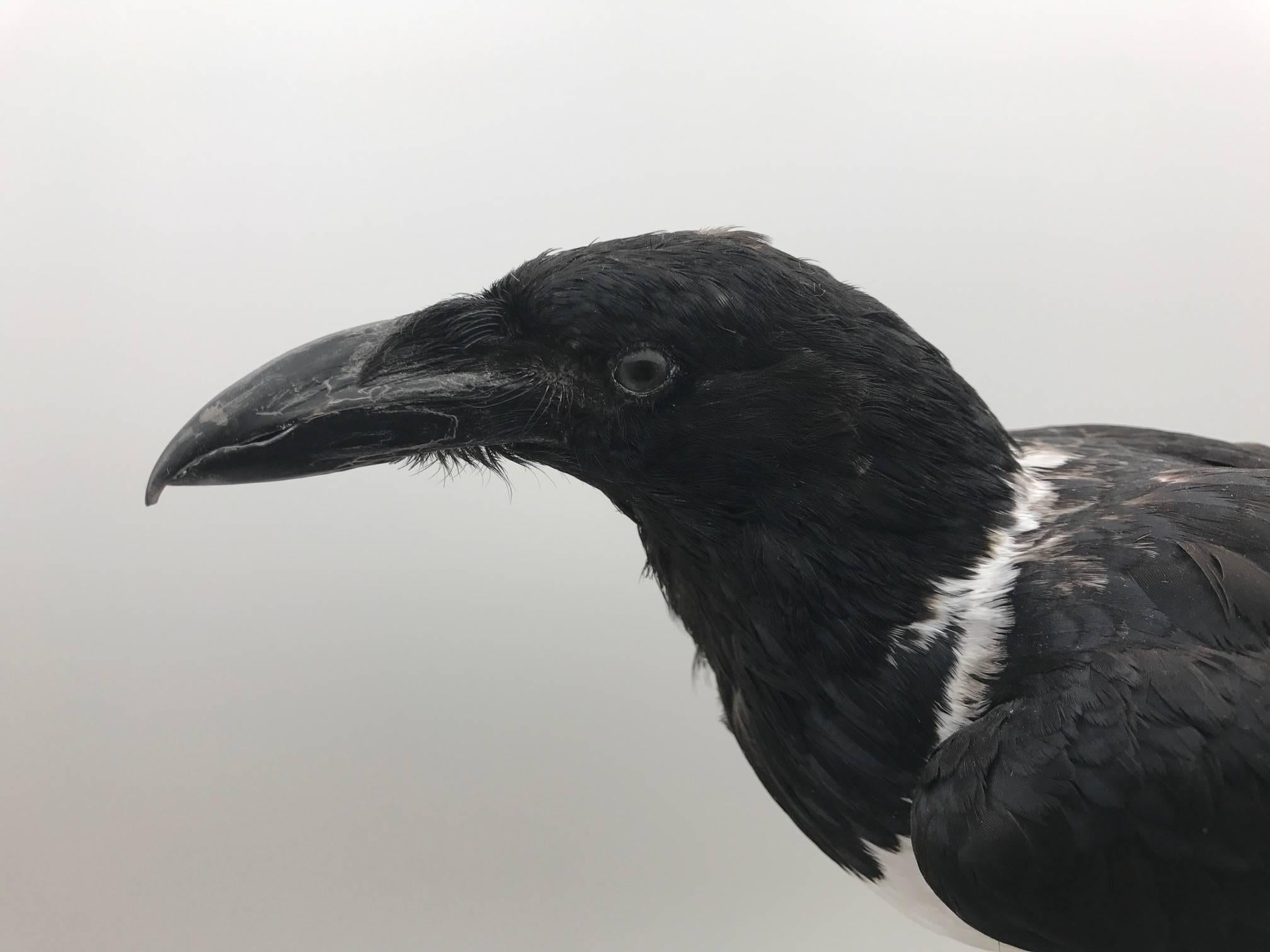 Taxidermied pied crow mounted on a wooden branch and black painted base. Pied Crow's are generally found on the continent of Africa and are sometimes referred to as a small Crow-sized Raven. This specimen is beautifully mounted and would make a