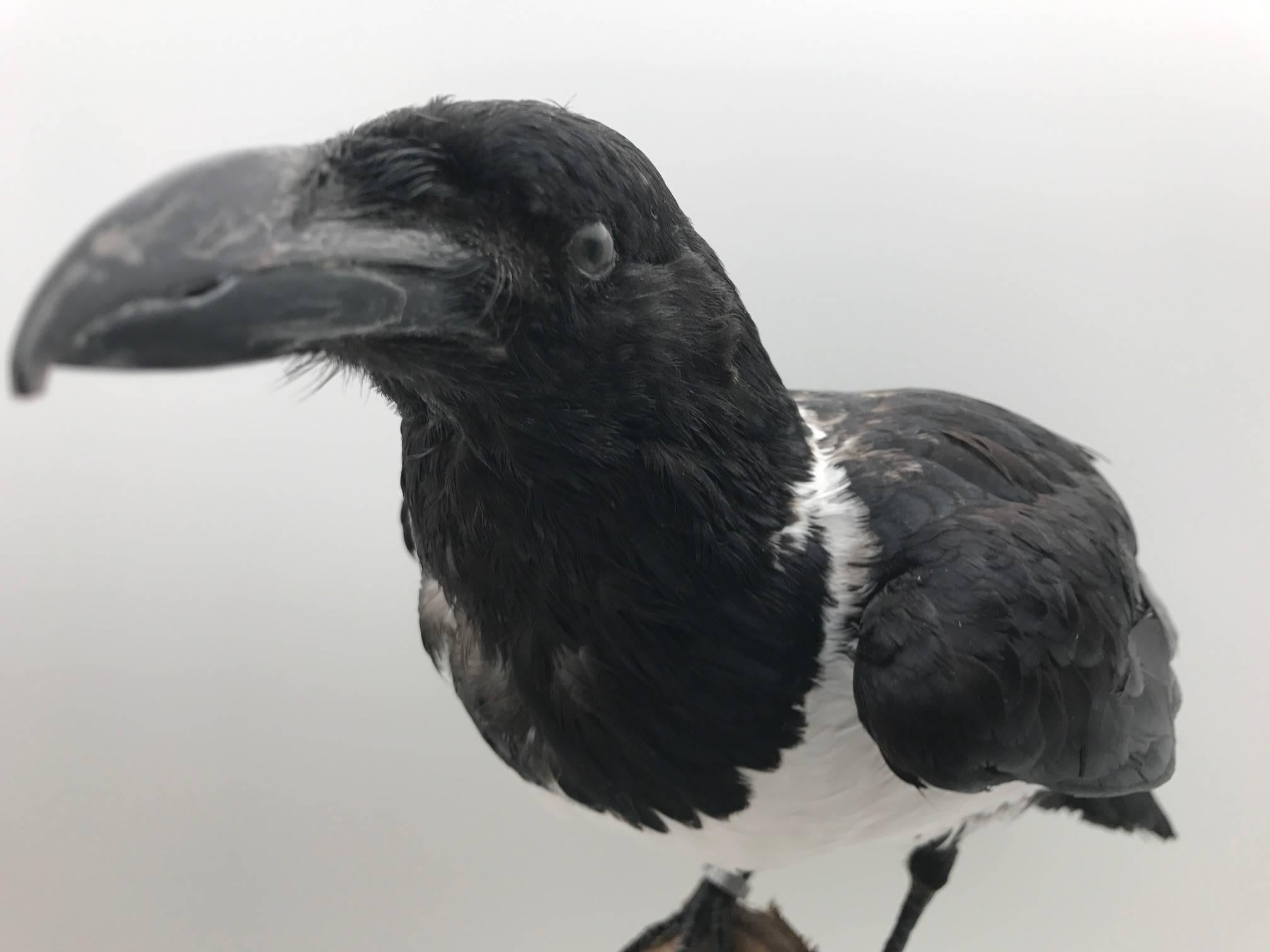 taxidermy crow for sale usa