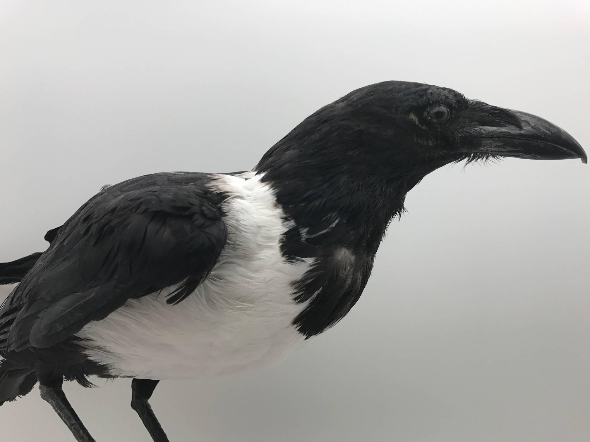 pied crow for sale