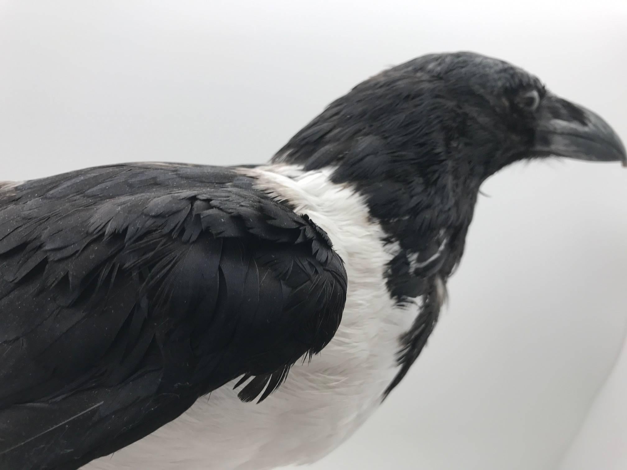 American Taxidermy Pied Crow