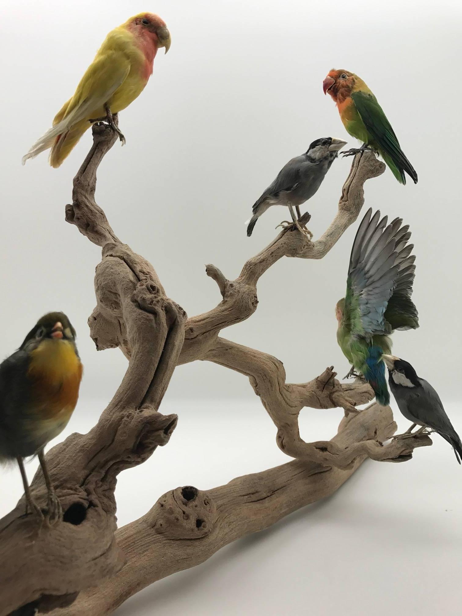 Perched Taxidermy Lovebirds In Good Condition In New York, NY
