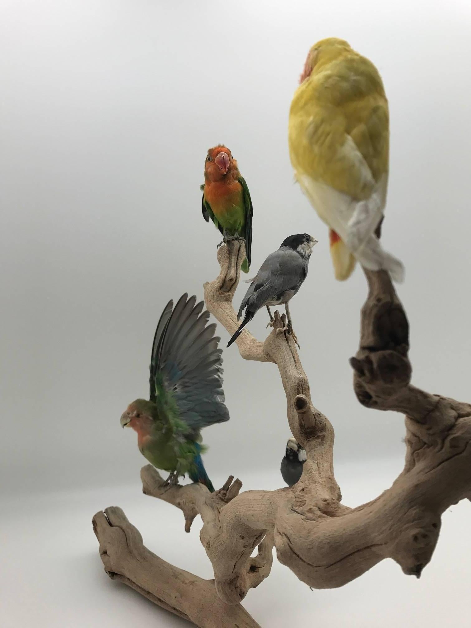 Contemporary Perched Taxidermy Lovebirds