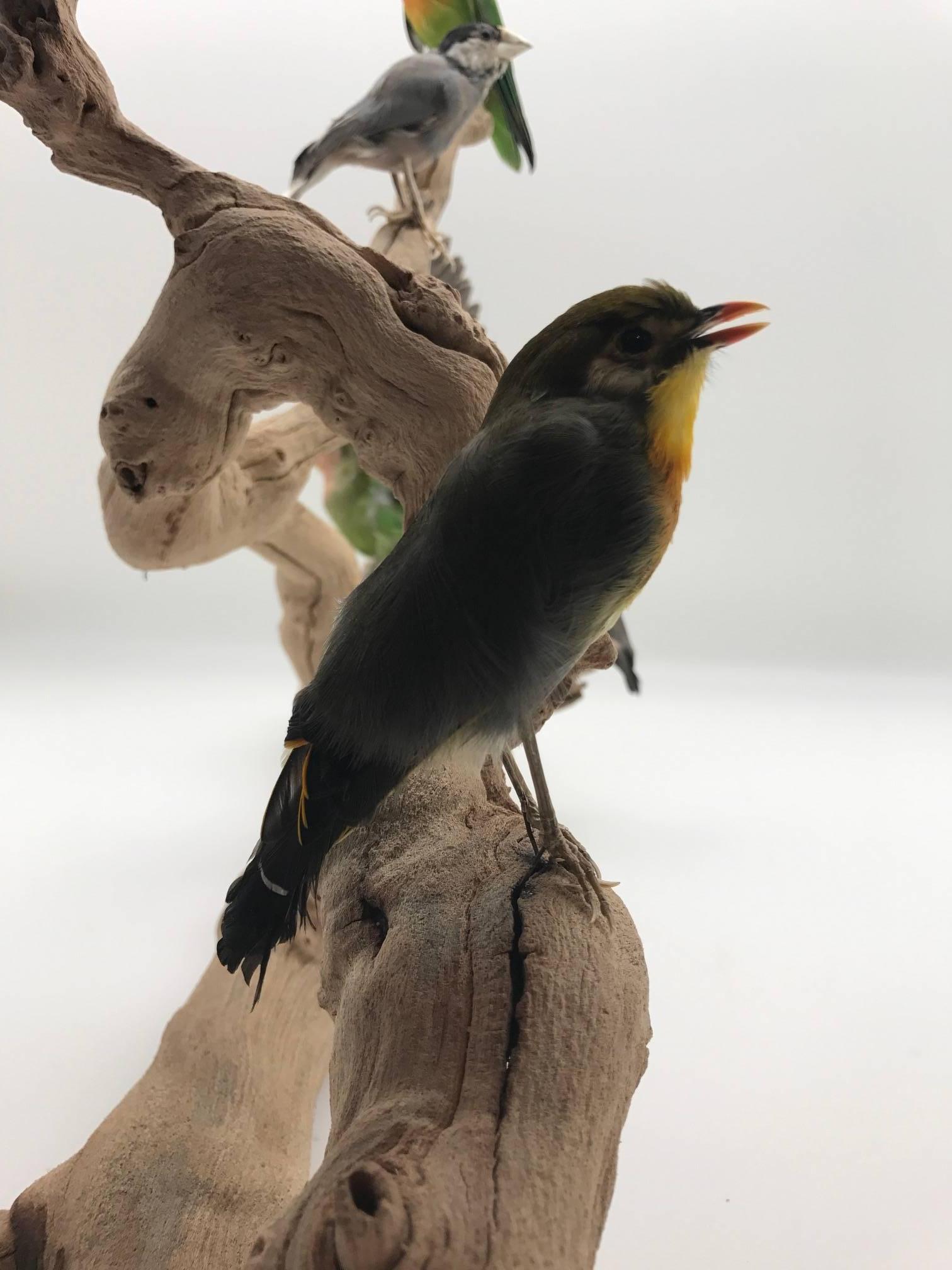 Wood Perched Taxidermy Lovebirds