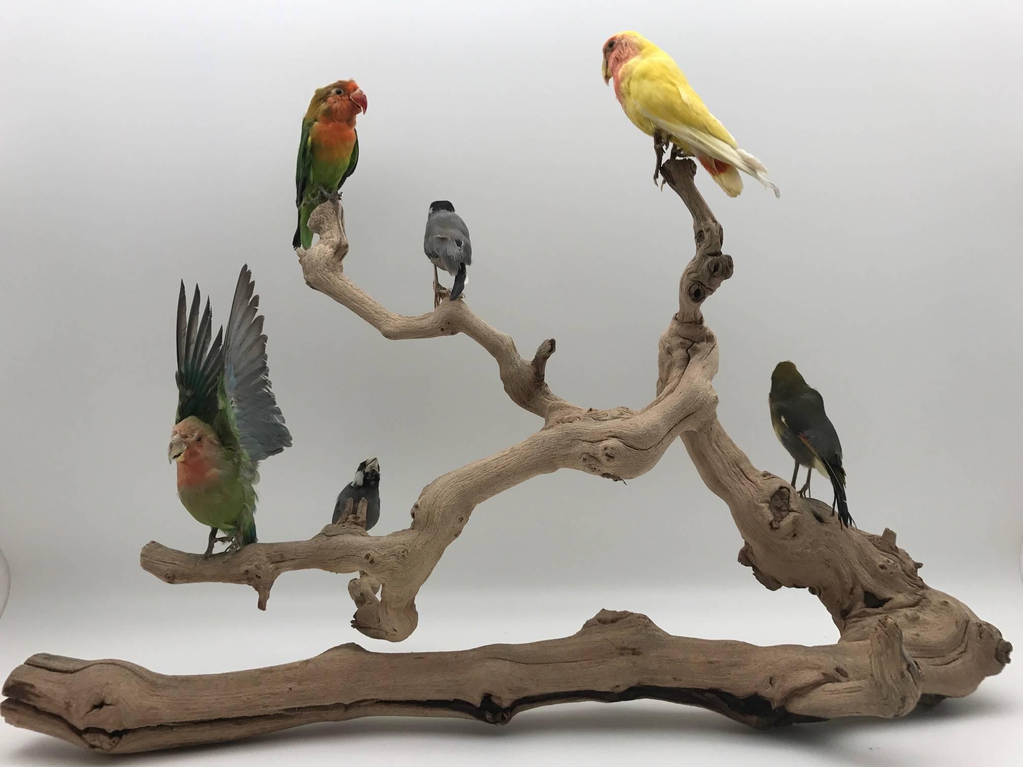 Charming perched taxidermy lovebirds mounted on a grape wood branch.