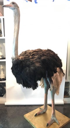 Ostrich Taxidermy, Standing Male with Black & White Feathers & Gilded Wood Base