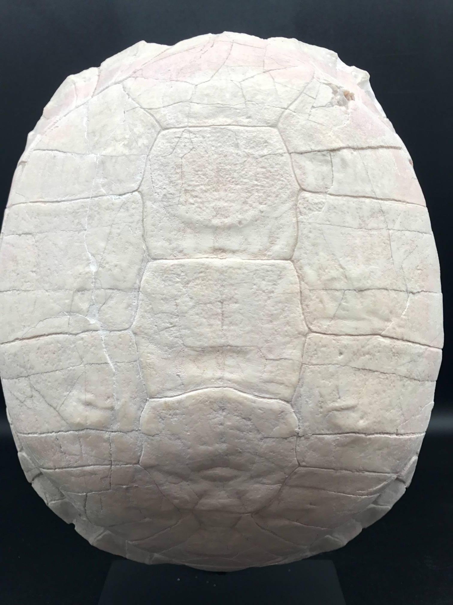 Prehistoric Turtle Fossil Stylemys Species from the Oligocene Era and Discovered in Dakota