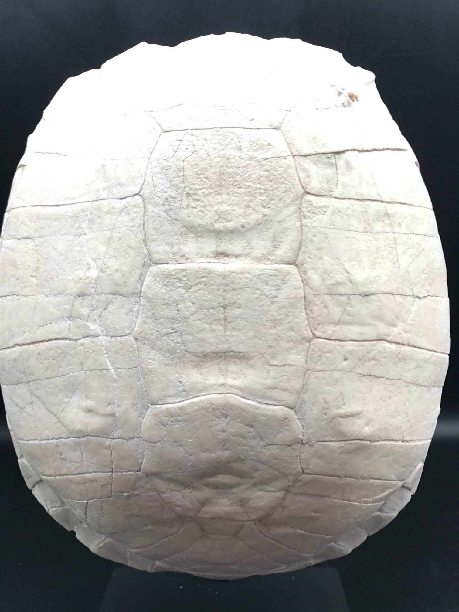 Turtle Fossil Stylemys Species from the Oligocene Era and Discovered in Dakota 2