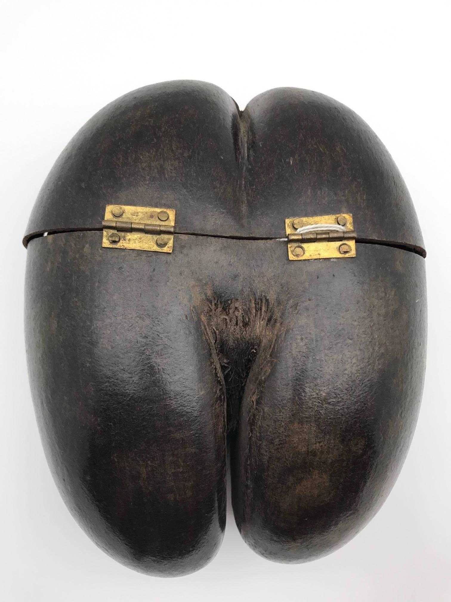 Coco De Mer Naturally Anthropomorphically Shaped Hinged Box from the Seychelles  In Good Condition In New York, NY