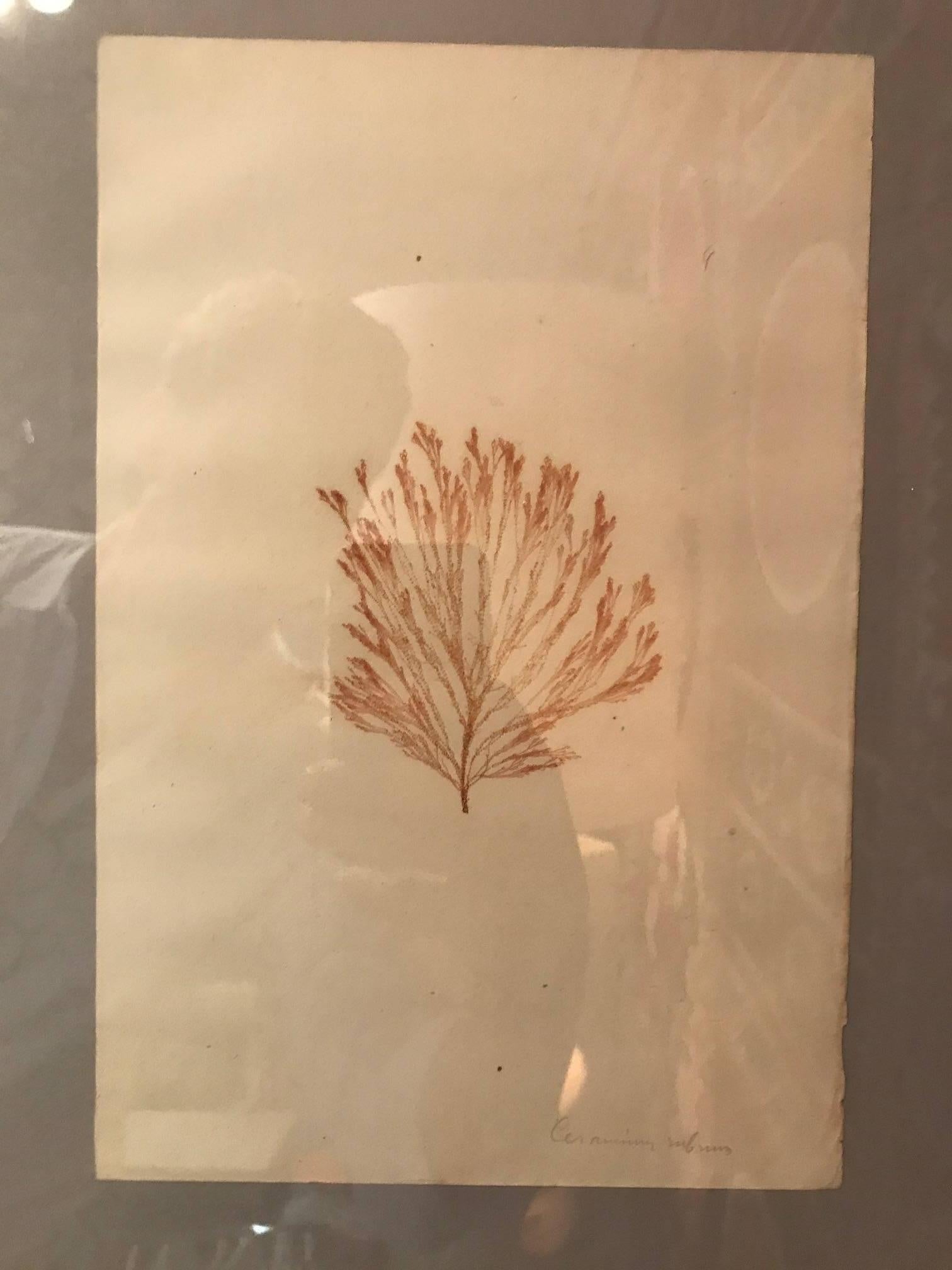 Napoleon III Framed and Pressed French Alguier 'Herbier' 