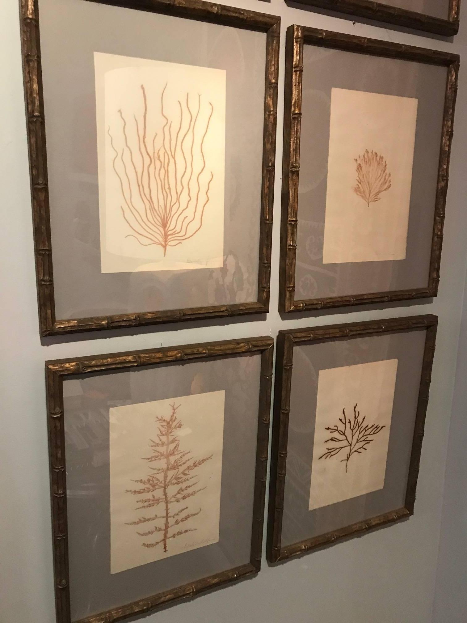 Faux Bamboo Framed and Pressed French Alguier 'Herbier' 