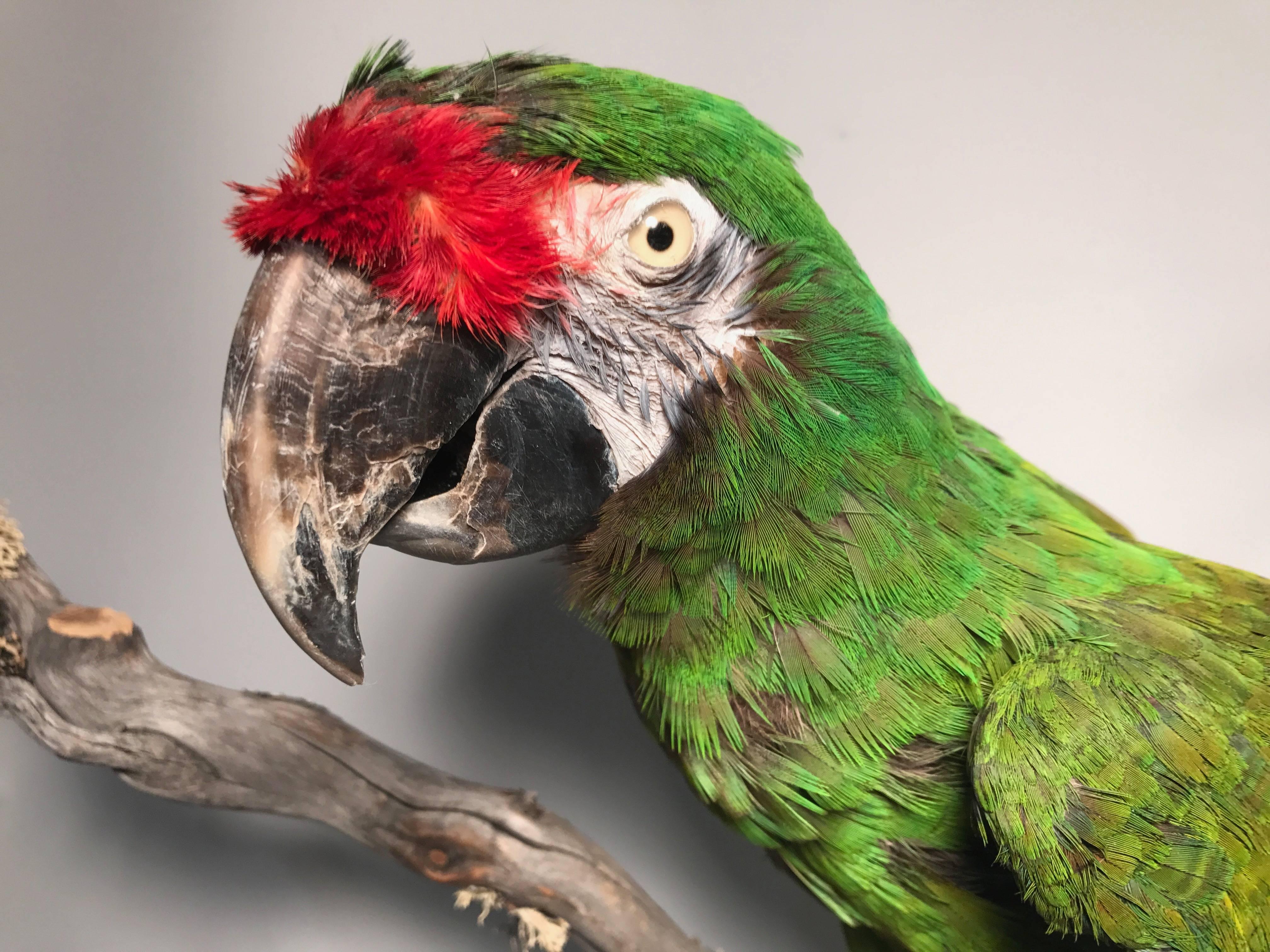 Taxidermied Military Macaw mounted on a wooden branch and black painted base. Military Macaws are generally found in Central and South America. This specimen is beautifully mounted and would make a great addition to any collection.