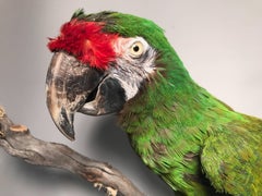 Taxidermy Military Macaw