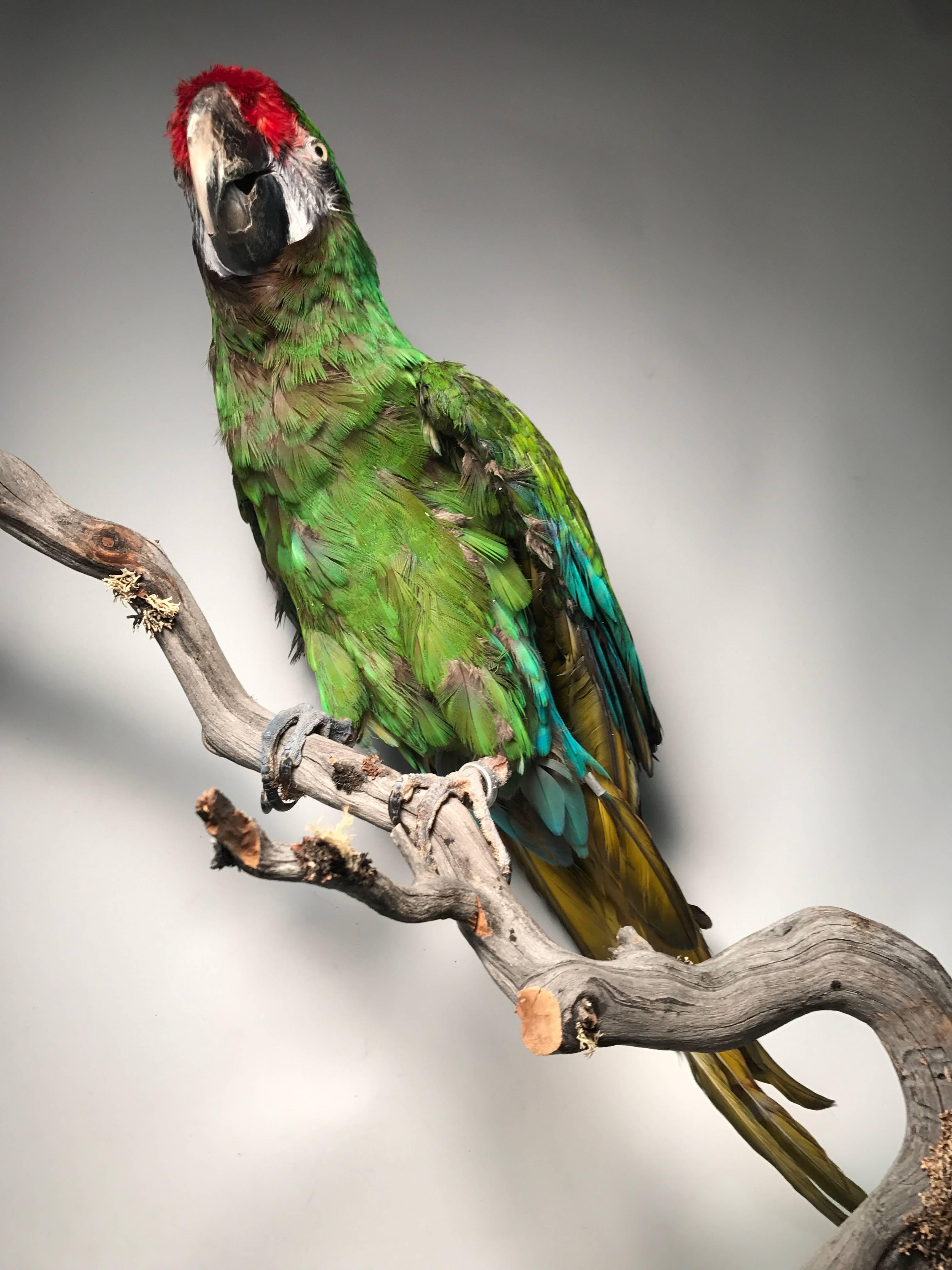 Victorian Taxidermy Military Macaw