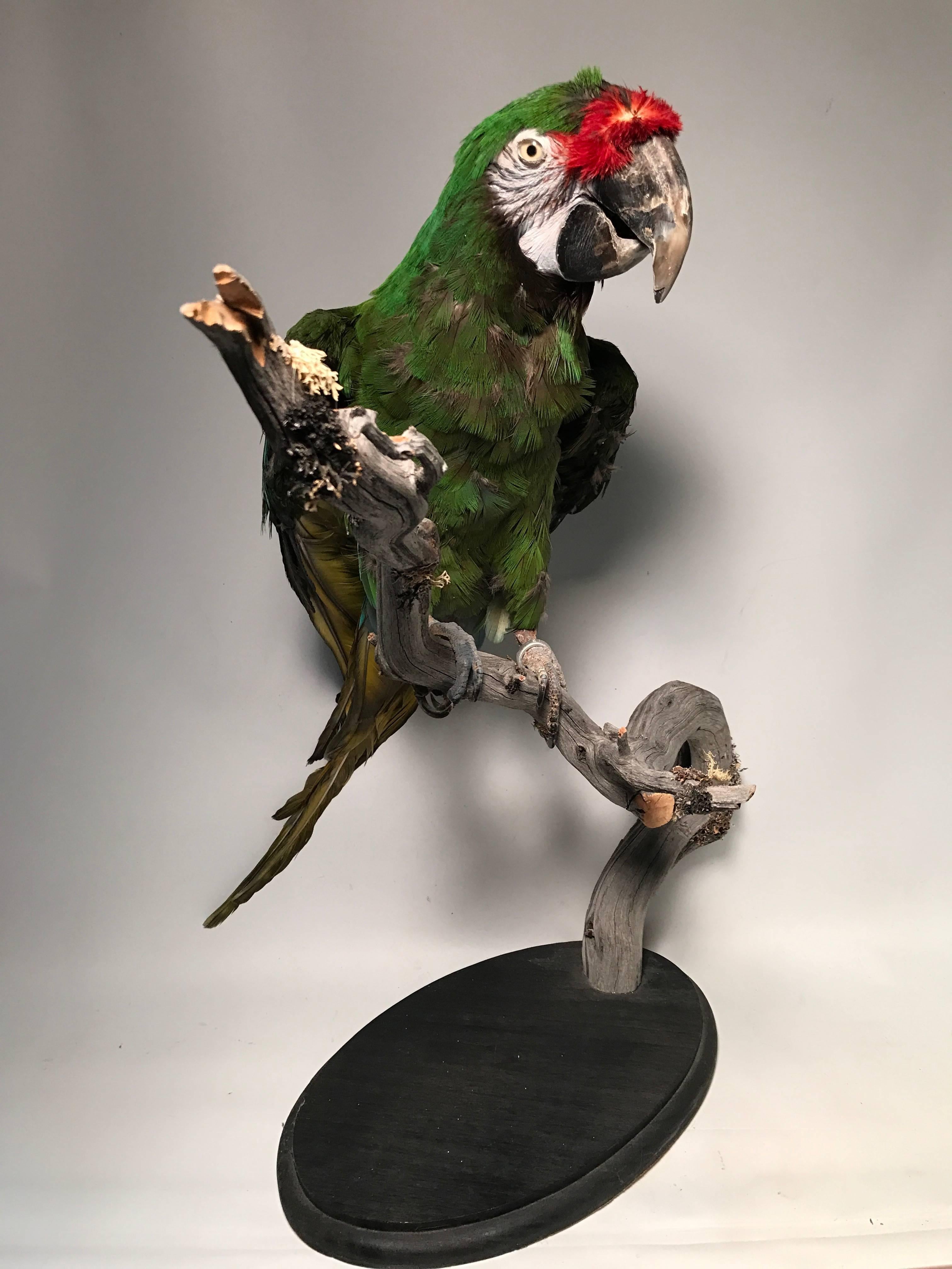 Taxidermy Military Macaw In Good Condition In New York, NY