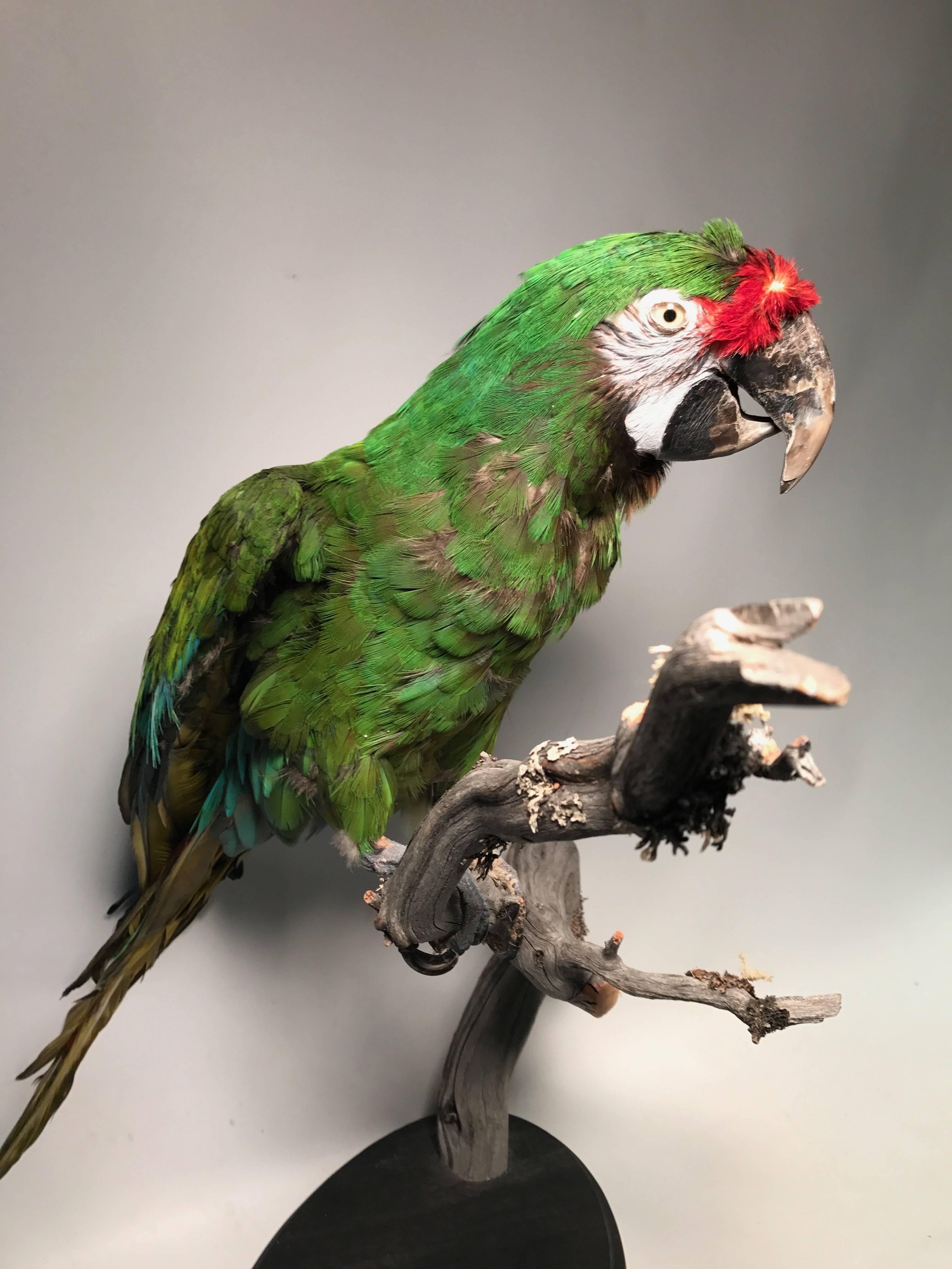 Wood Taxidermy Military Macaw