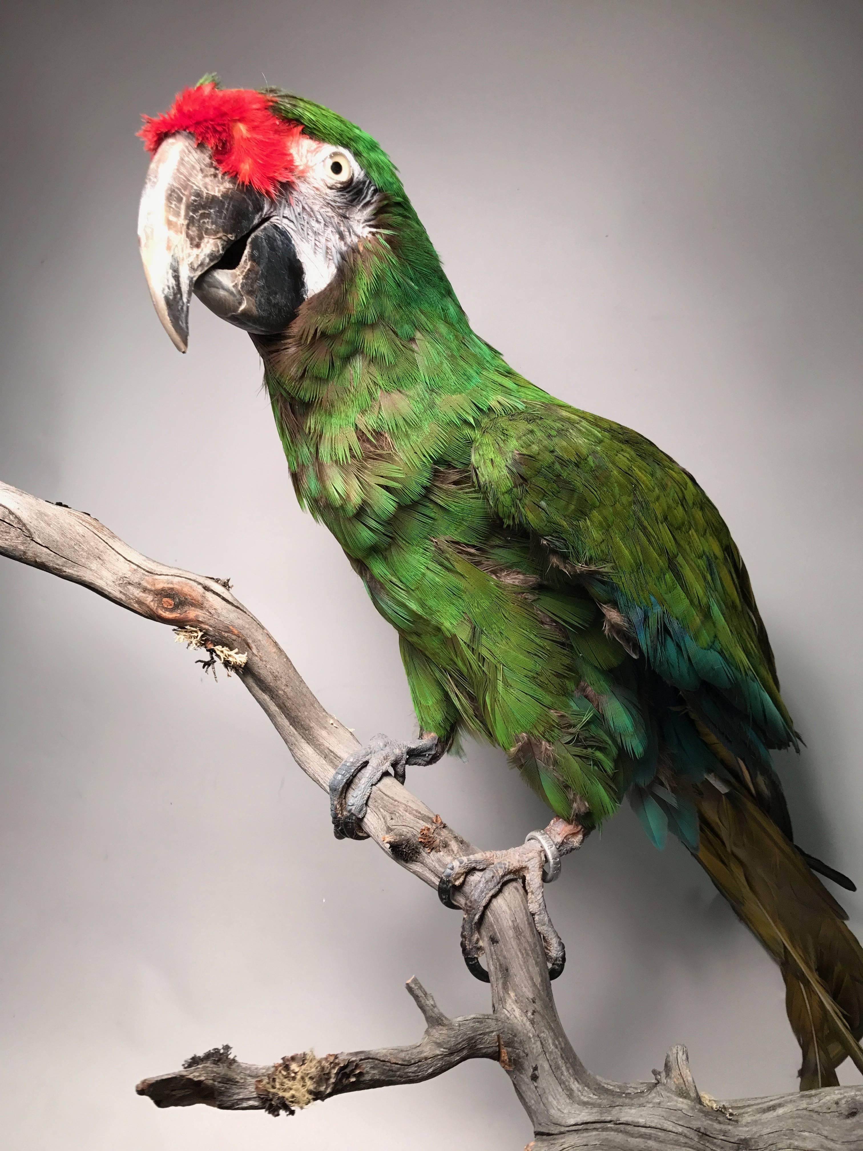 Taxidermy Military Macaw 1