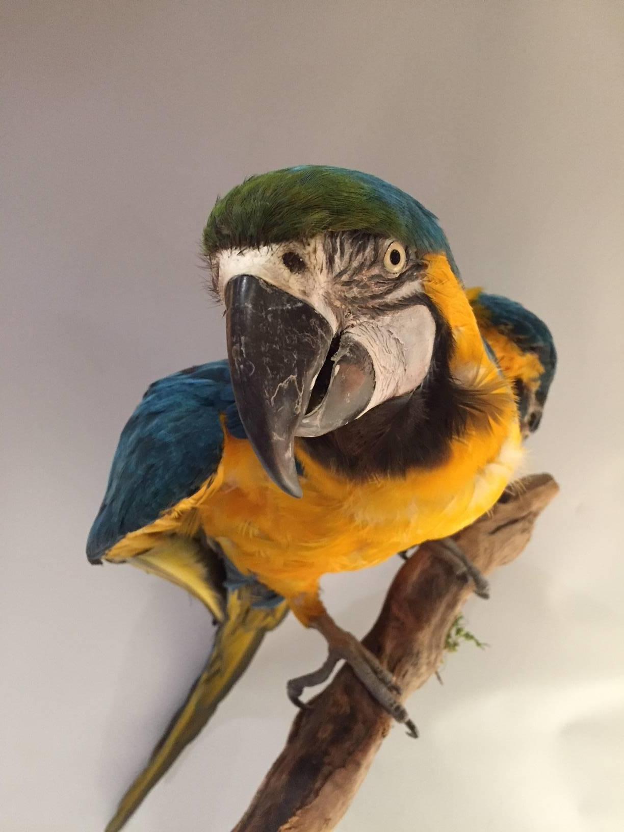 Contemporary Taxidermy Blue and Gold Macaw