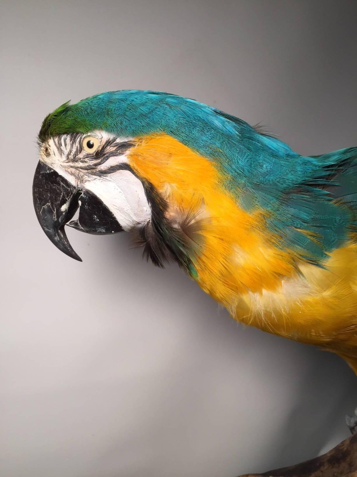 Taxidermy Blue and Gold Macaw In Good Condition In New York, NY
