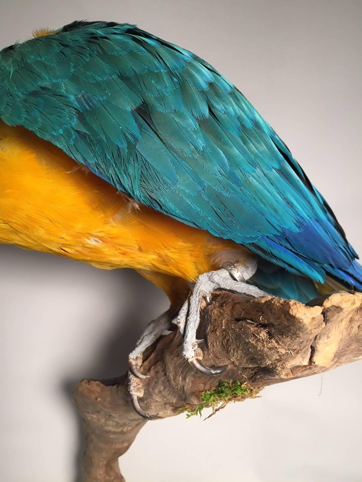 American Taxidermy Blue and Gold Macaw