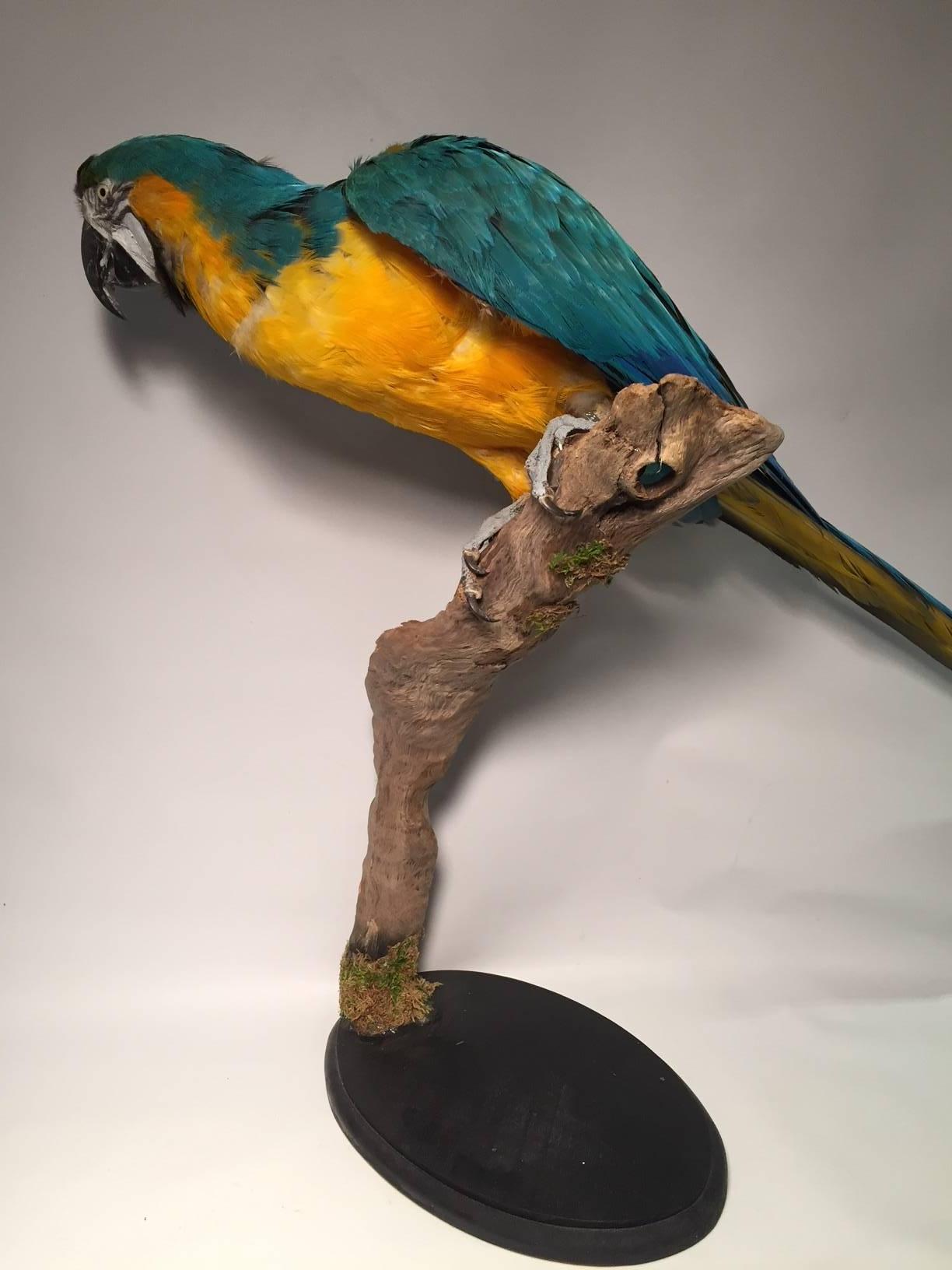 Victorian Taxidermy Blue and Gold Macaw